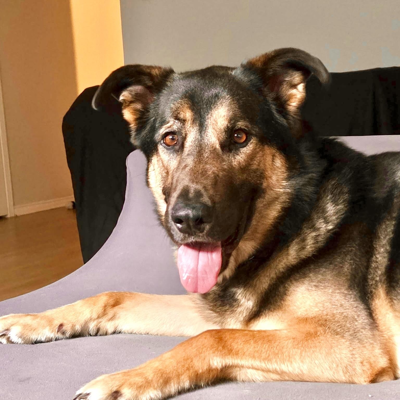Charlie, a Adoptable mixed breed in Oakville, ON image 1/6