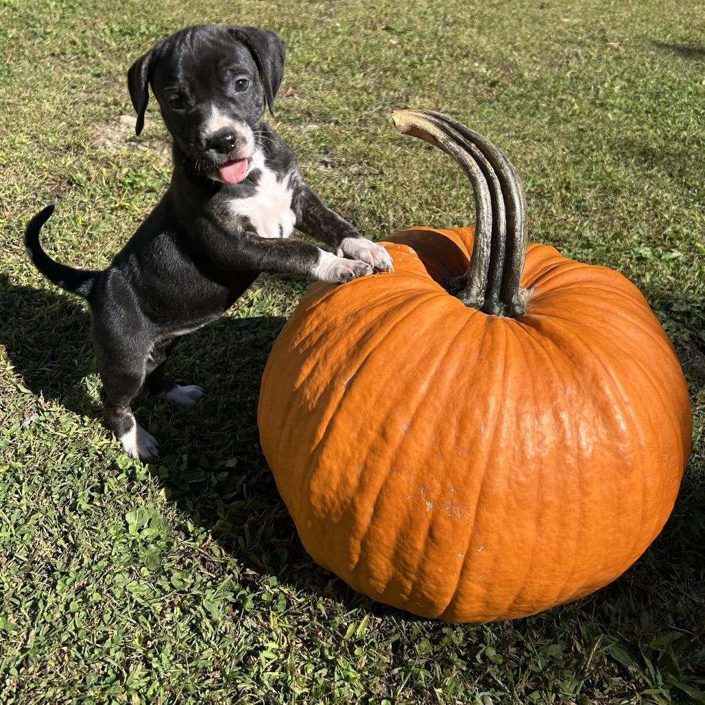 Pup 6225-Pumpkin, Adoptable, Puppy Female Mixed Breed & Beagle.