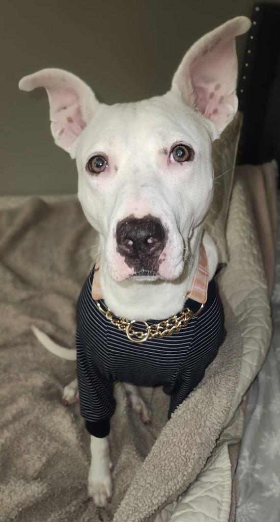 Enlarge Marcy, a Adoptable mixed breed in Charlotte, MI image 1/5