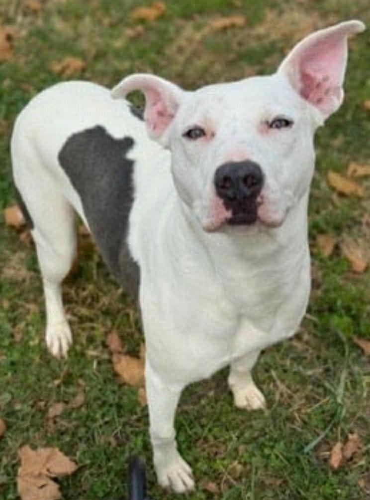 Enlarge Marcy, a Adoptable mixed breed in Charlotte, MI image 2/5