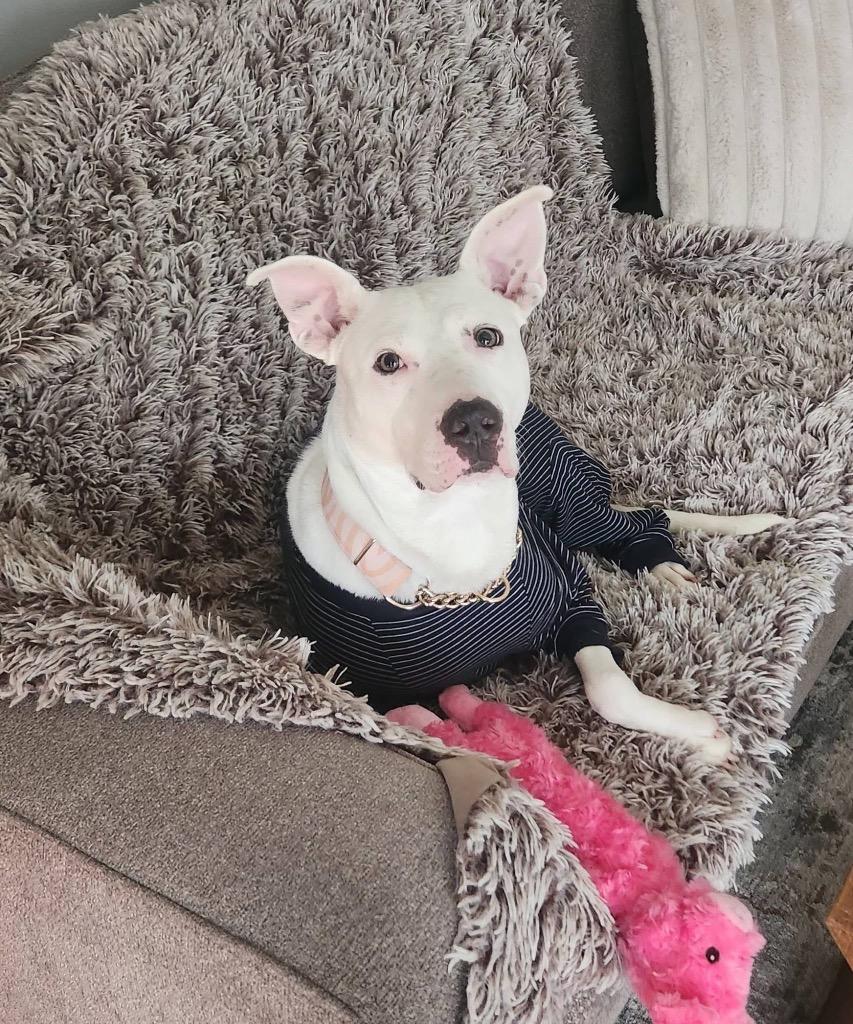 Enlarge Marcy, a Adoptable mixed breed in Charlotte, MI image 4/5