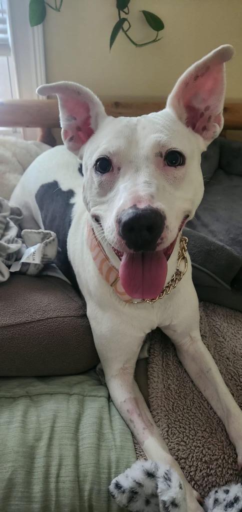 Enlarge Marcy, a Adoptable mixed breed in Charlotte, MI image 5/5