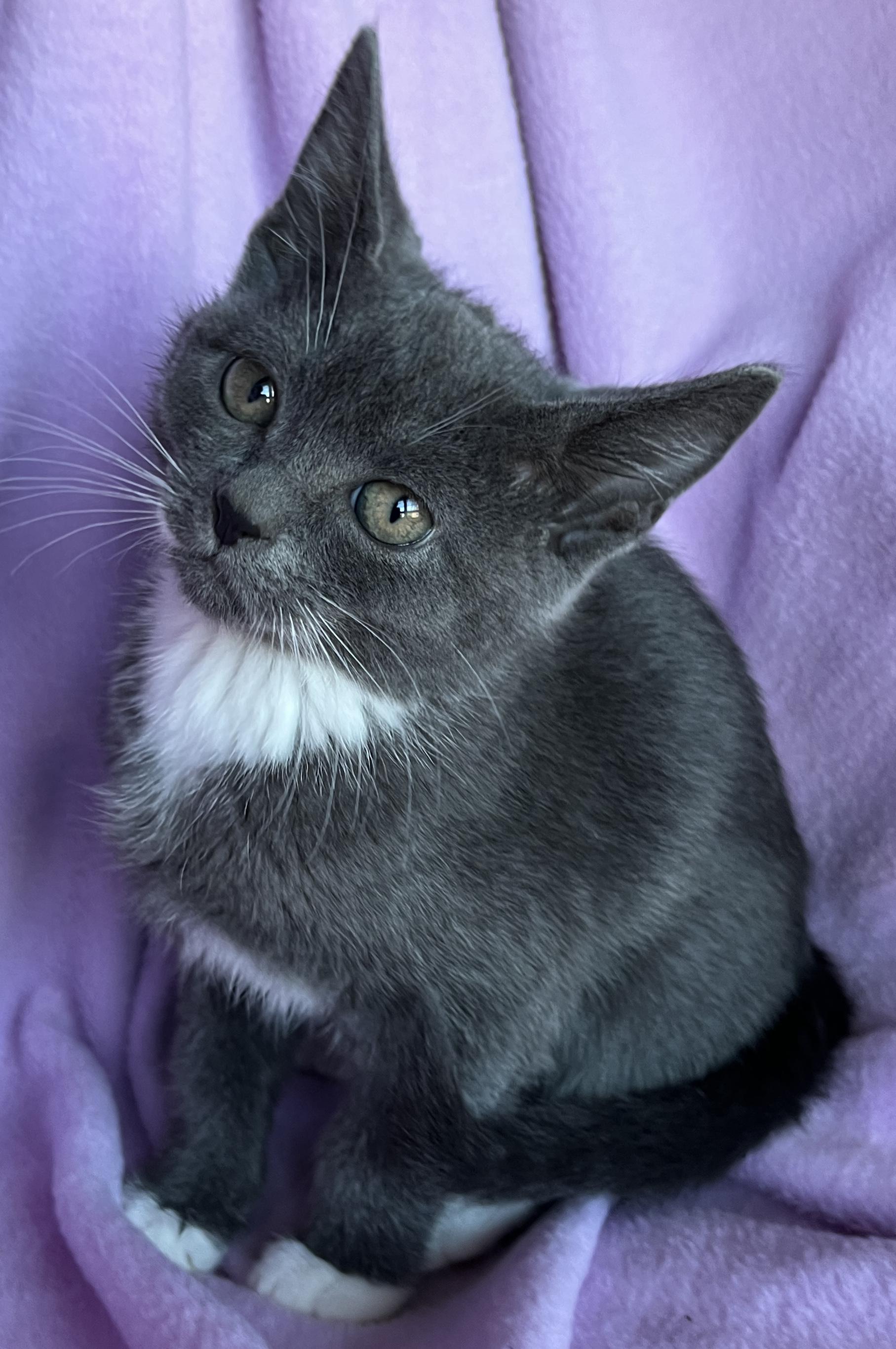 Enlarge Sarafina, an adopted Tuxedo in Lake Oswego, OR image 1/2