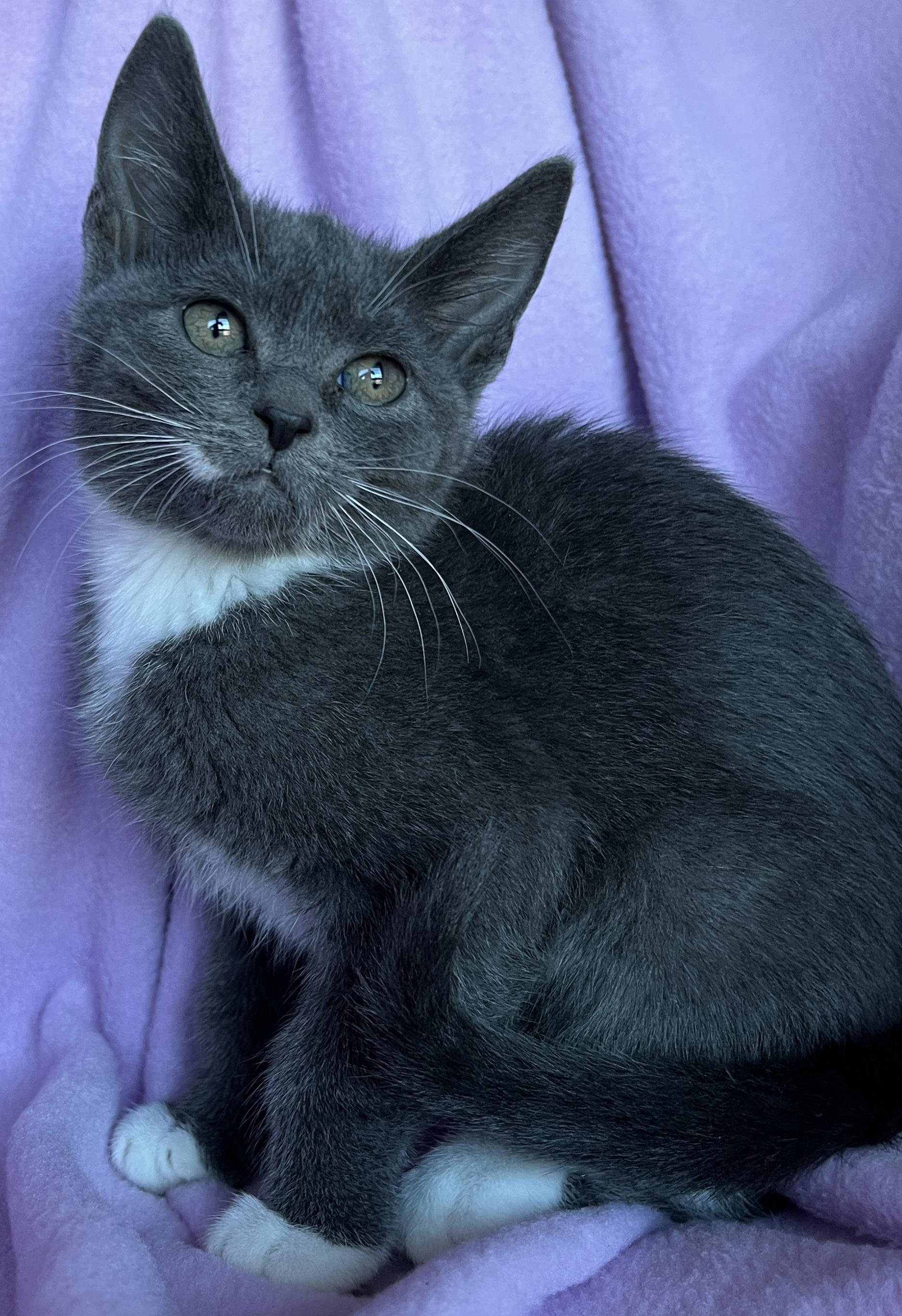 Enlarge Sarafina, an adopted Tuxedo in Lake Oswego, OR image 2/2