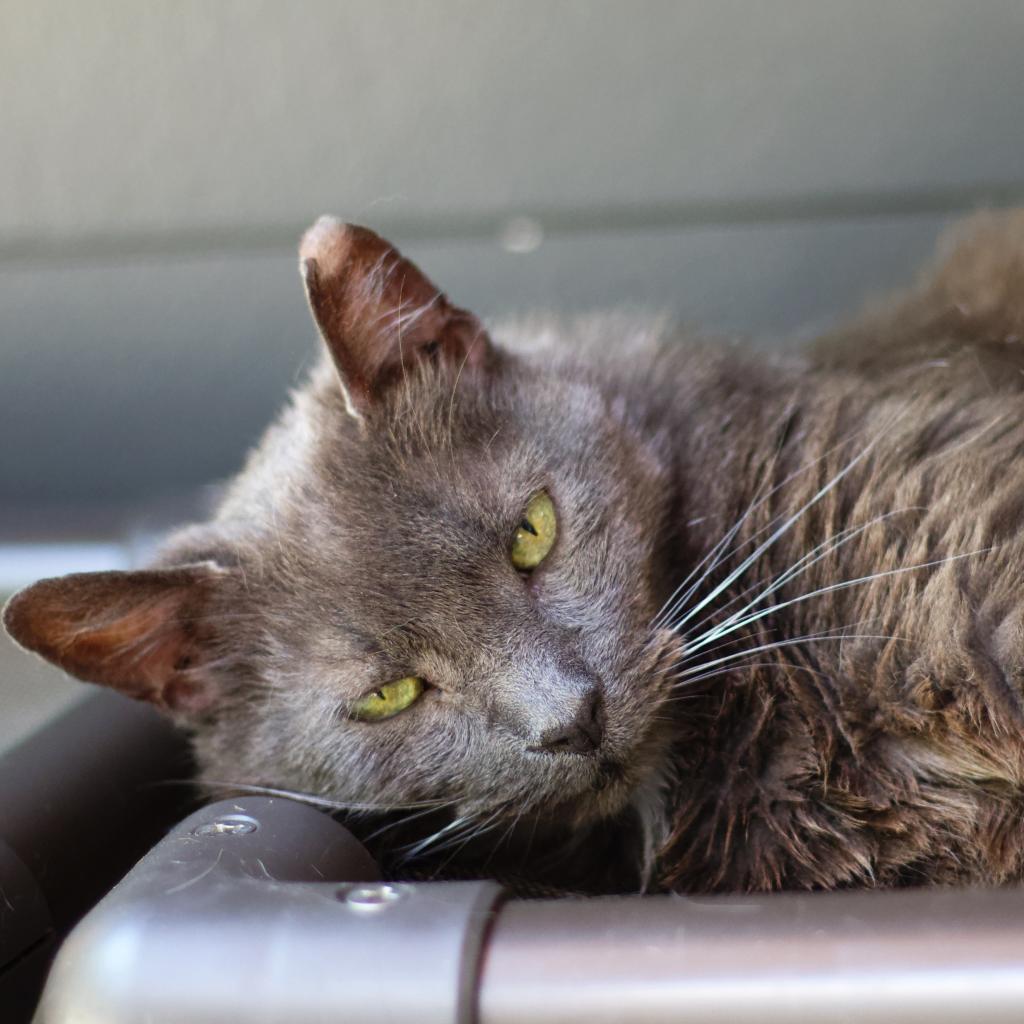 Earl — thumbnail 2