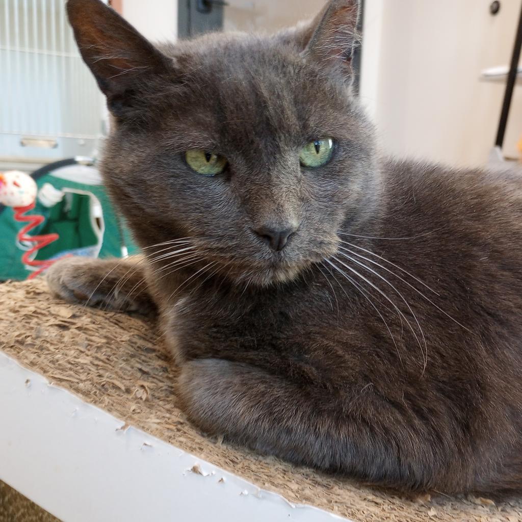 Earl — thumbnail 3