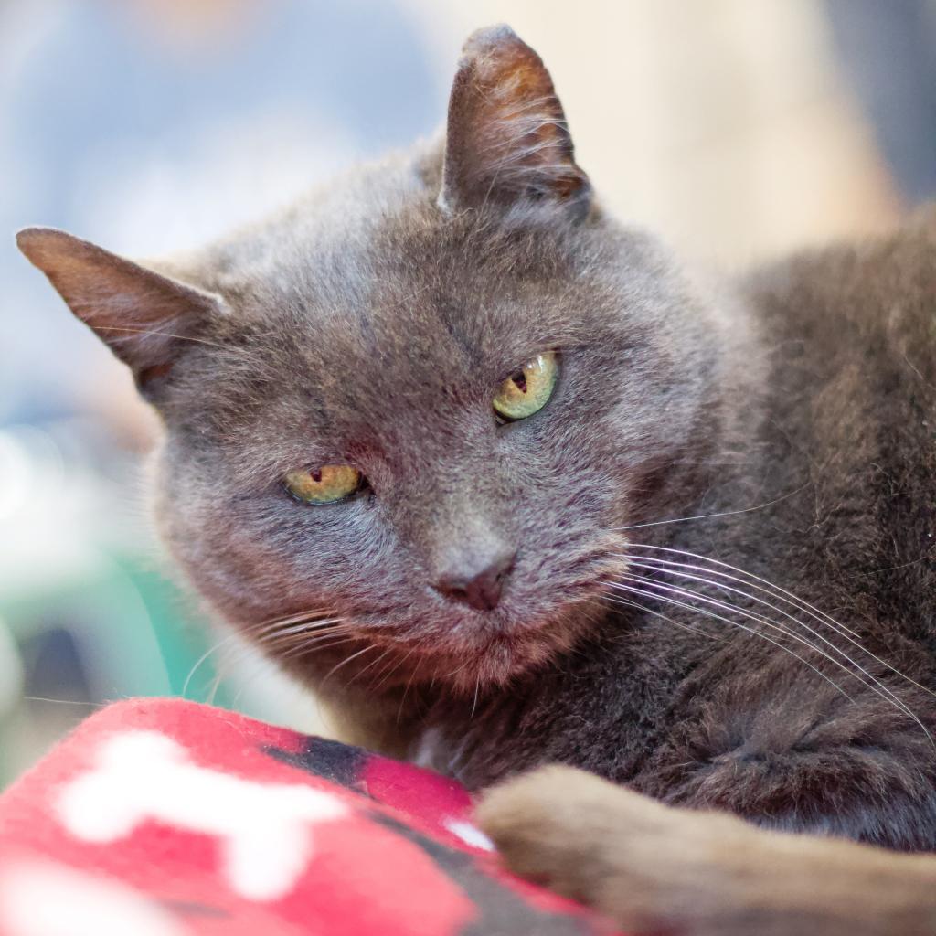 Earl — thumbnail 4