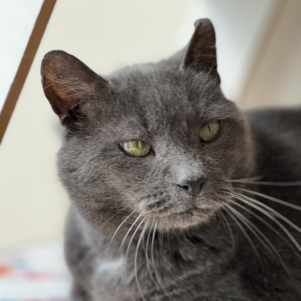 Earl — thumbnail 5