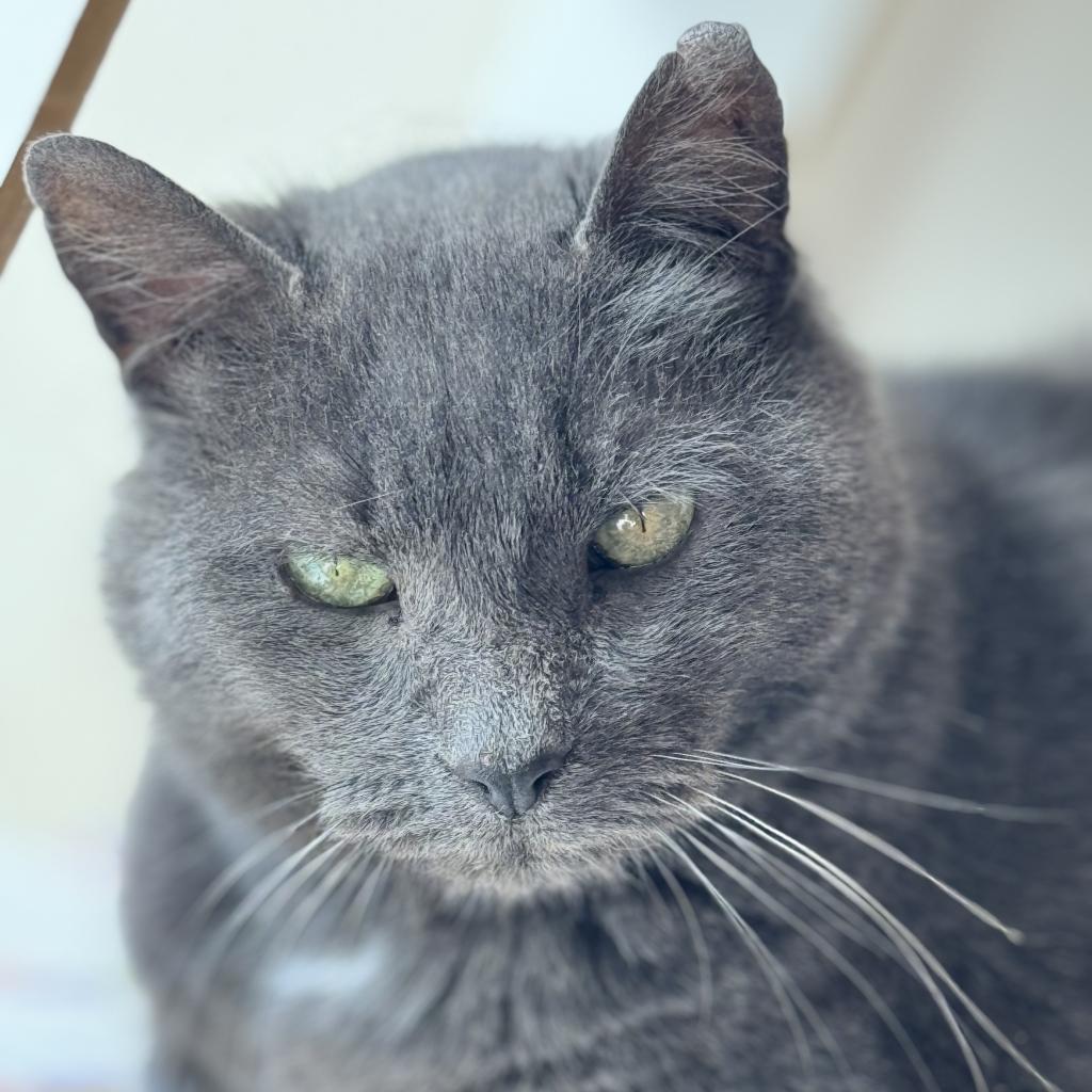 Earl — thumbnail 6