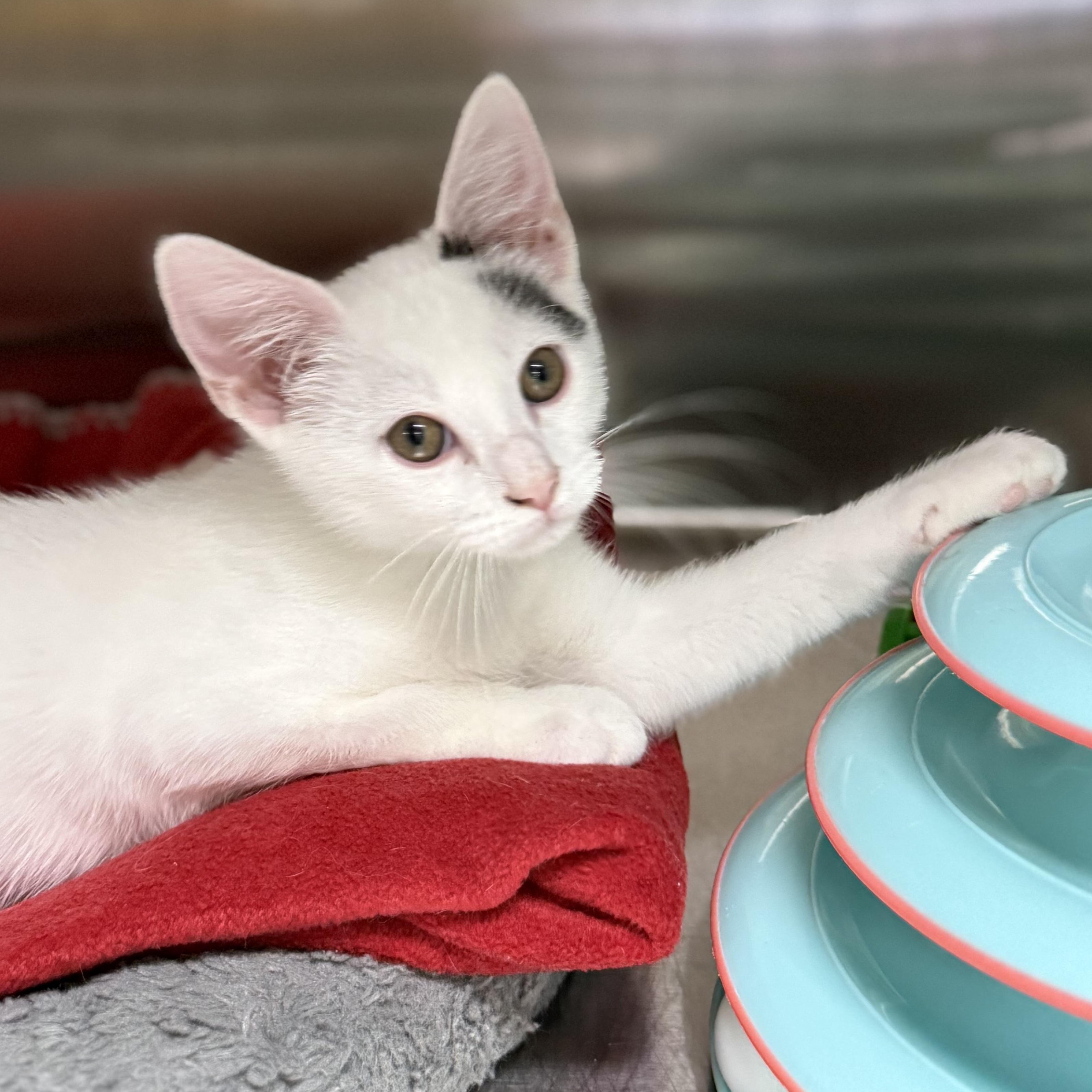 Moss, a ADOPTABLE Domestic Short Hair in Collierville, TN image 3/5