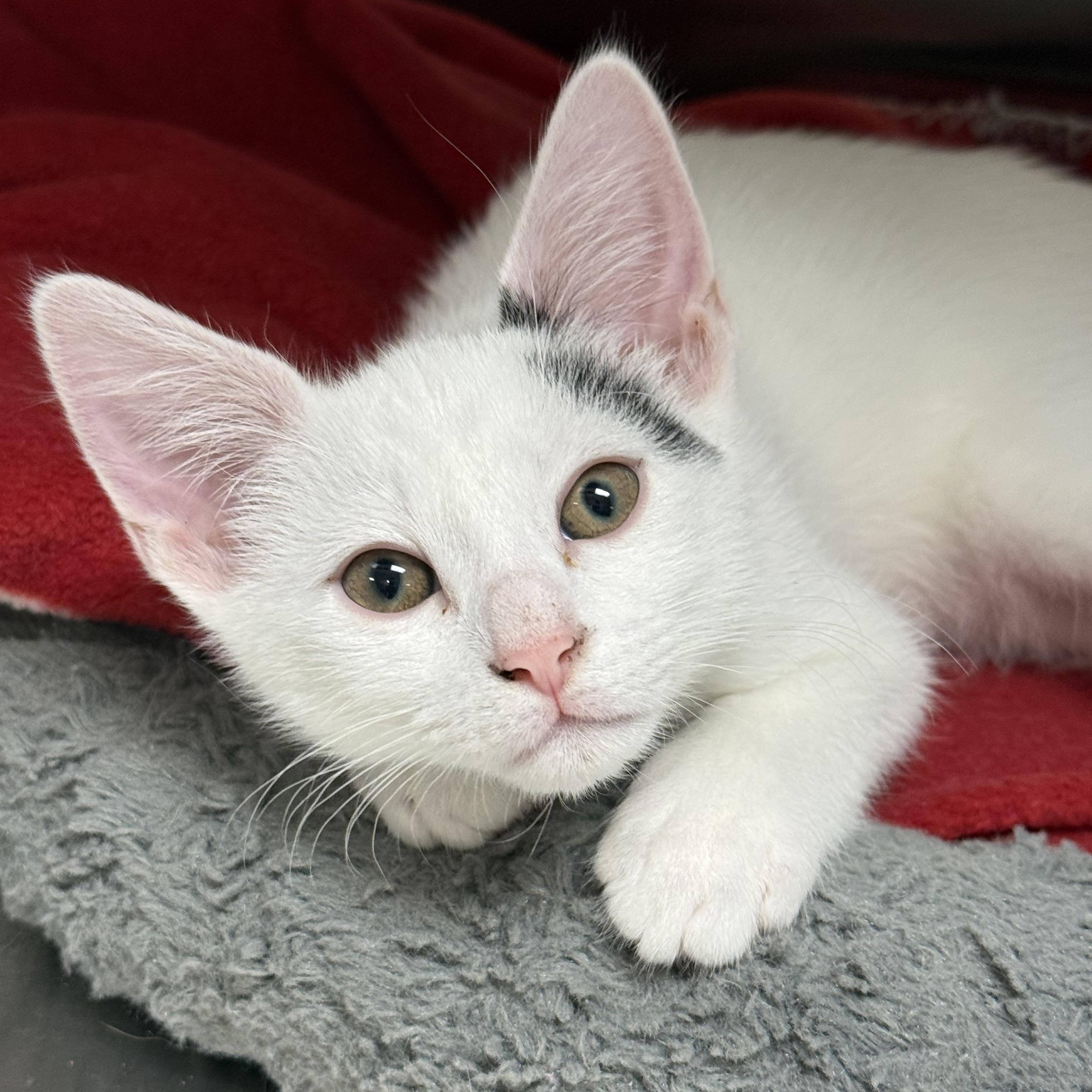 Moss, a ADOPTABLE Domestic Short Hair in Collierville, TN image 1/5