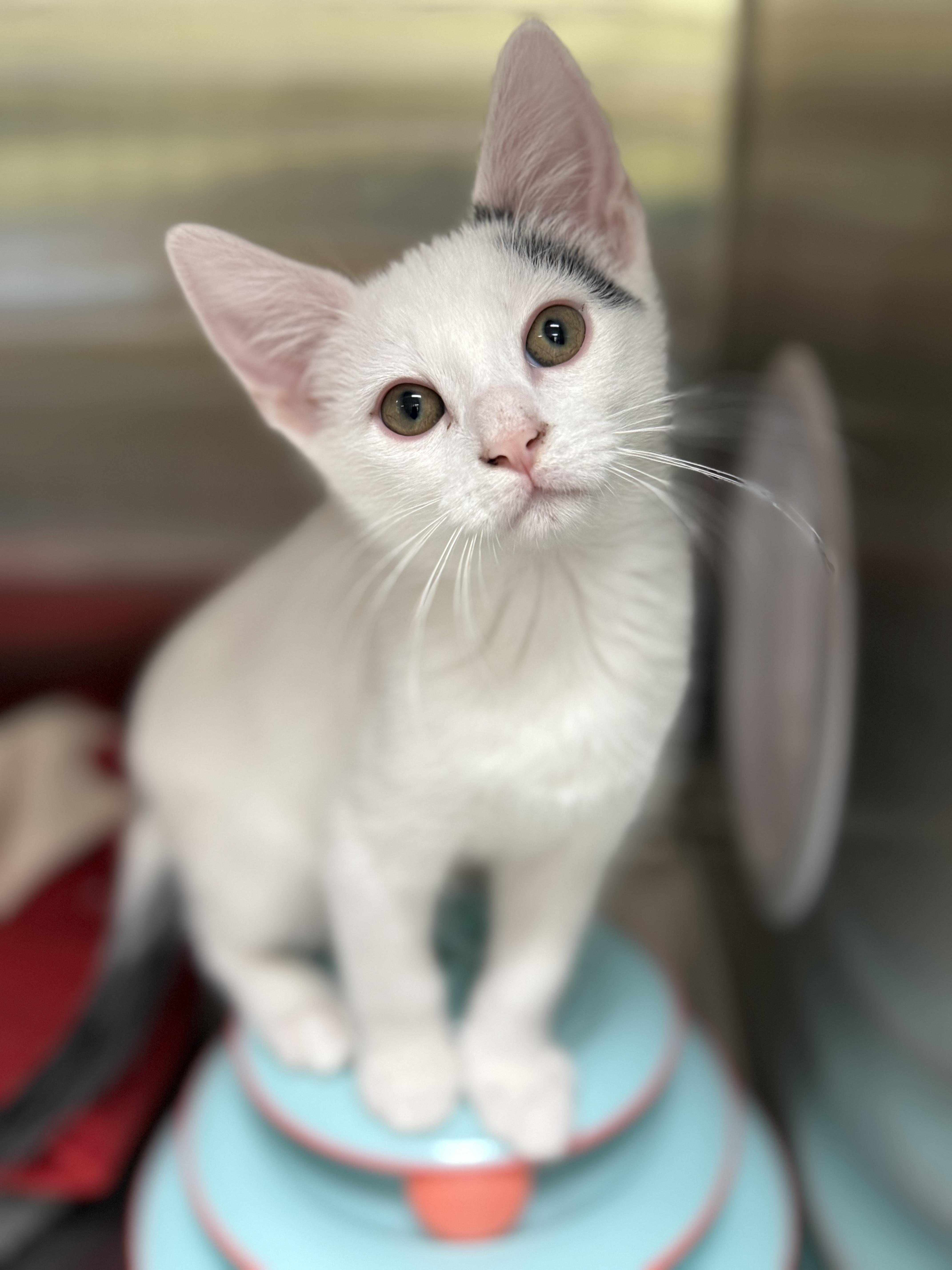 Moss, a ADOPTABLE Domestic Short Hair in Collierville, TN image 5/5