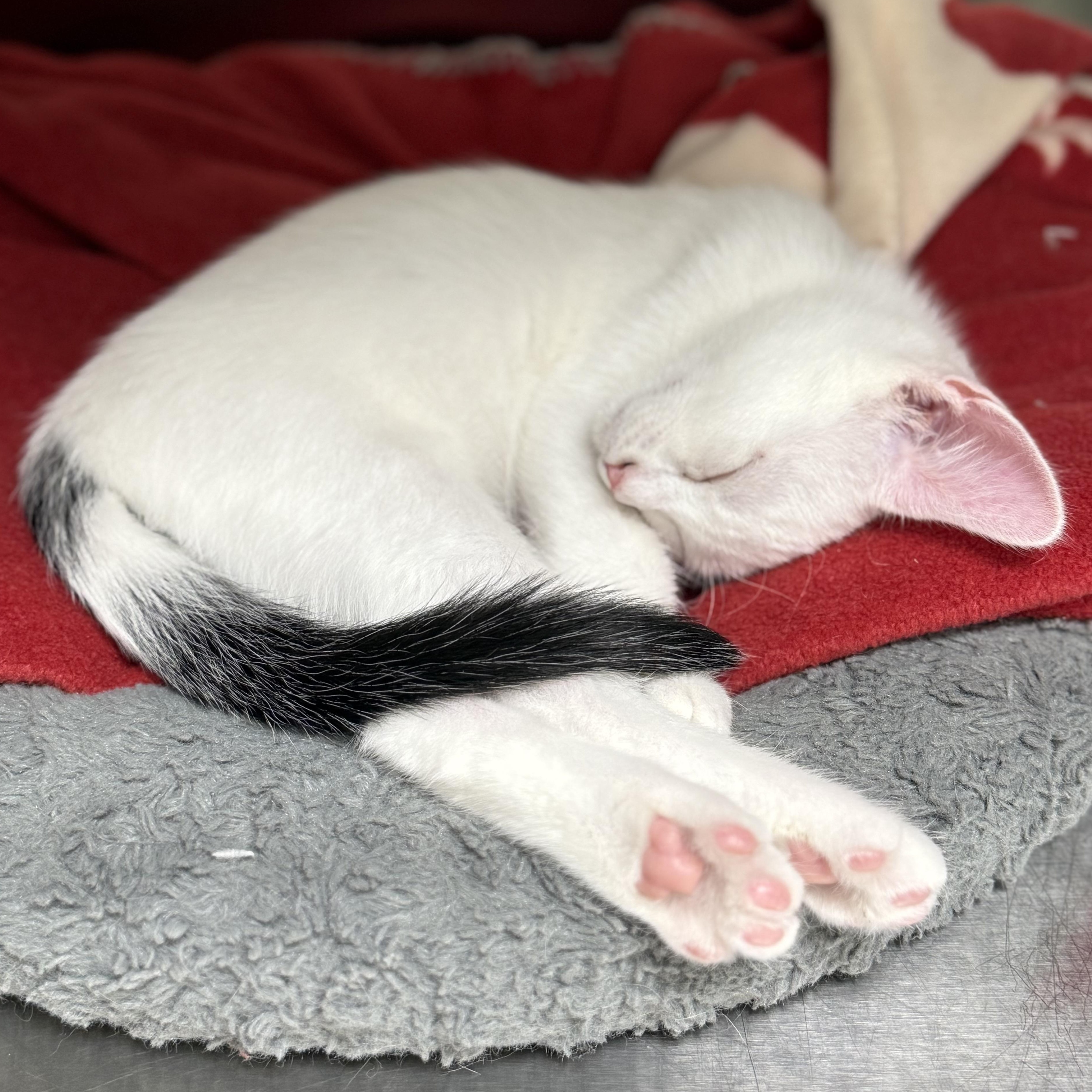 Moss, a ADOPTABLE Domestic Short Hair in Collierville, TN image 2/5