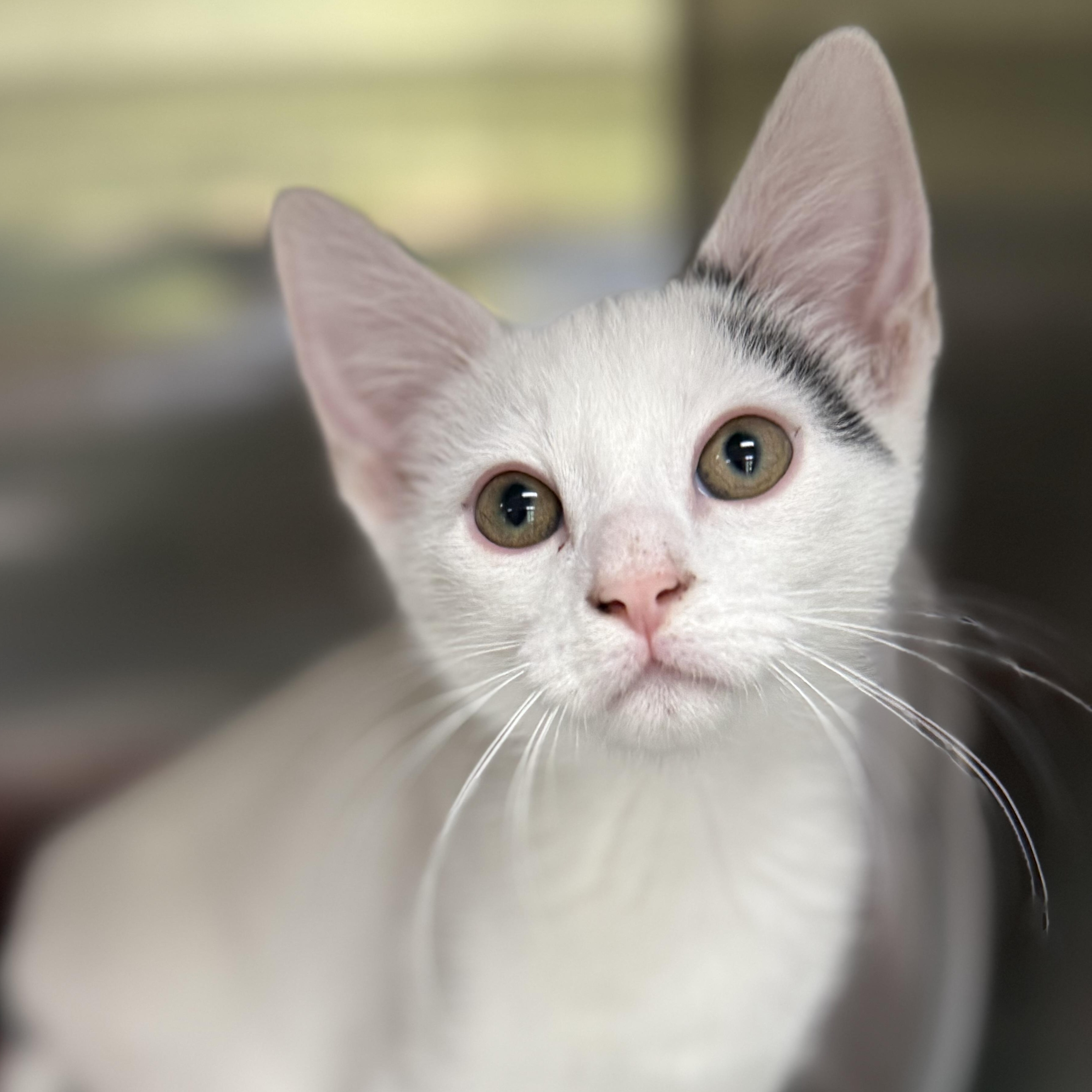 Moss, a ADOPTABLE Domestic Short Hair in Collierville, TN image 4/5