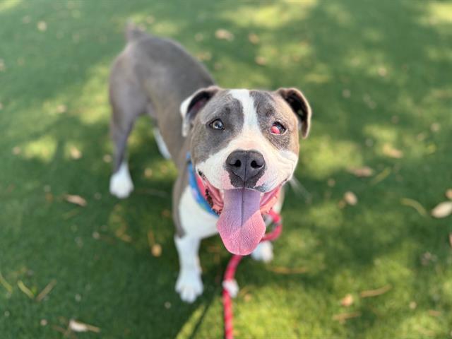 Enlarge DIORA, a Adoptable Pit Bull Terrier in Antioch, CA image 1/1