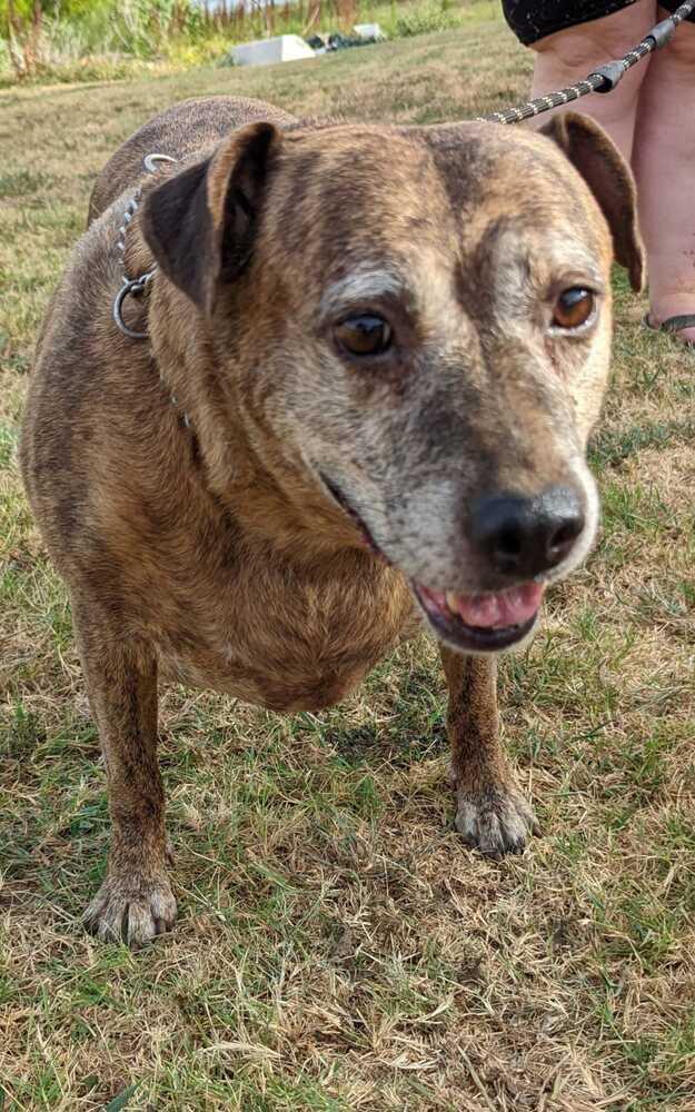 Debbie, Adoptable, Senior Female Catahoula Leopard Dog.