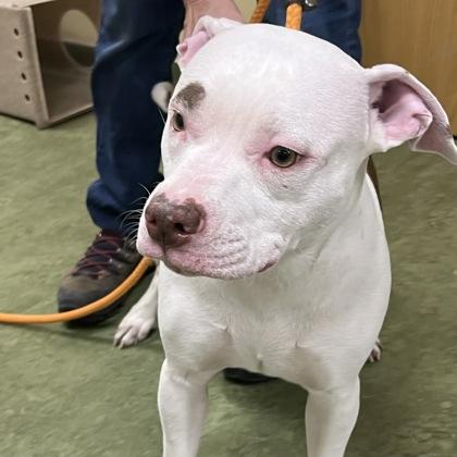 Enlarge Cottonball, a ADOPTABLE mixed breed in Dubuque, IA image 1/1