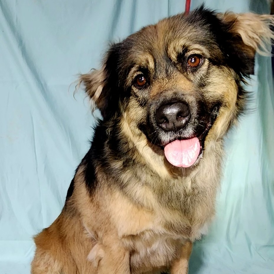 Enlarge Beary Berries, a Adoptable mixed breed in Belleville, NJ image 1/5