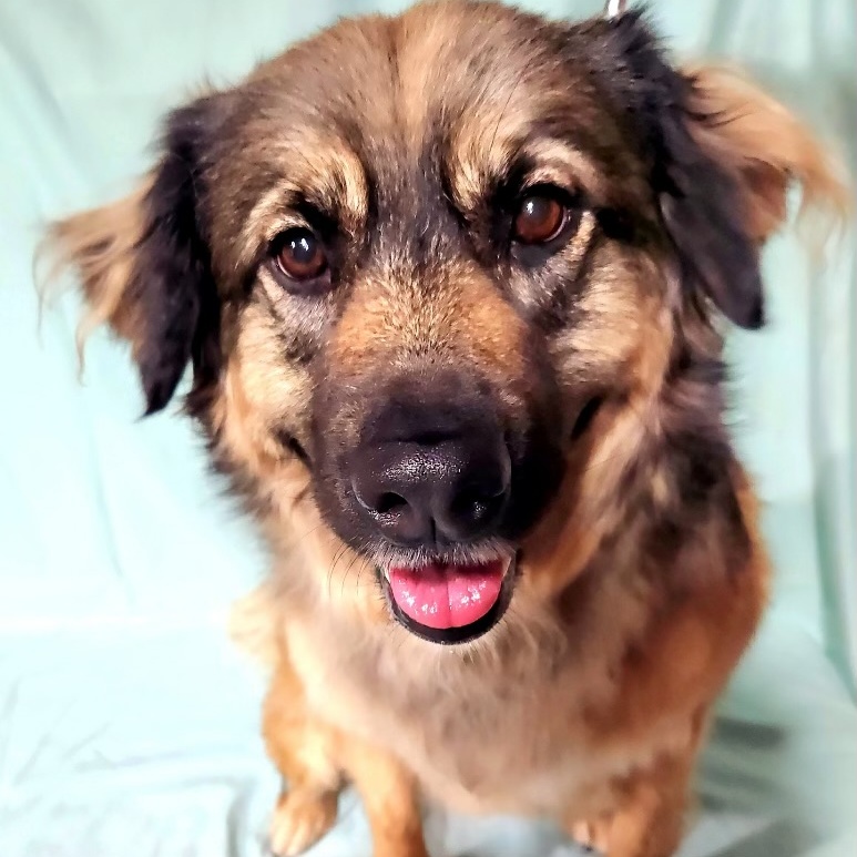 Beary Berries, Adoptable, Adult Female Australian Shepherd & Chow Chow.