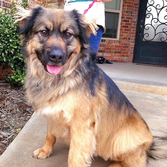 Enlarge Beary Berries, a Adoptable mixed breed in Belleville, NJ image 4/5