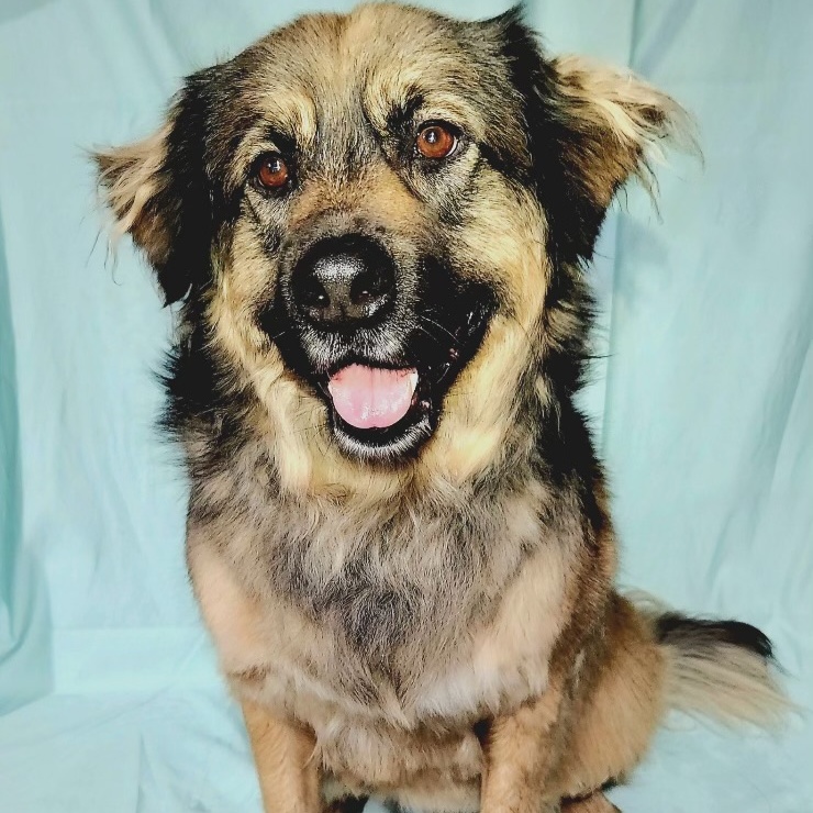 Enlarge Beary Berries, a Adoptable mixed breed in Belleville, NJ image 5/5