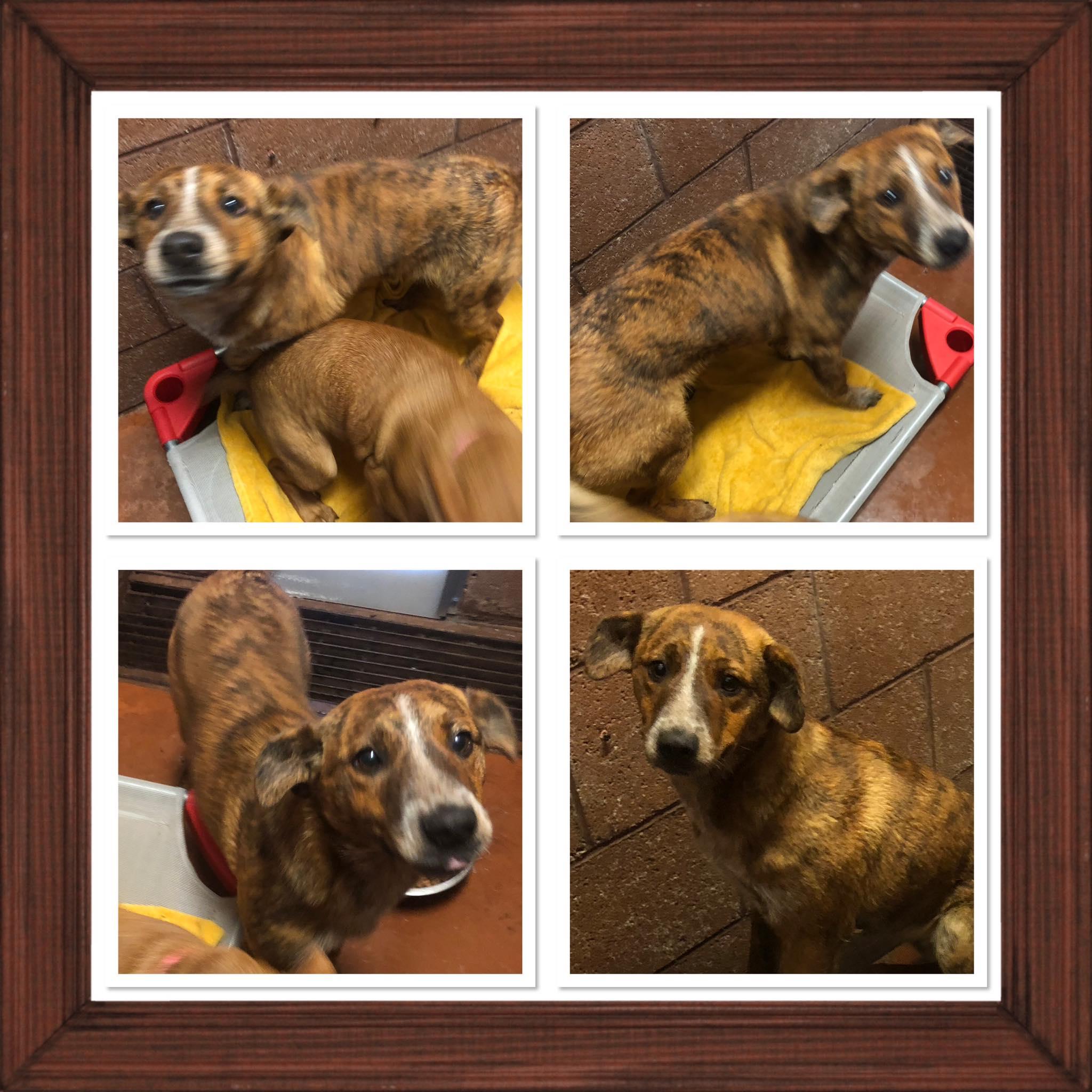 Enlarge FRANKIE DUBOIS, a ADOPTABLE mixed breed in Buckhannon, WV image 1/1