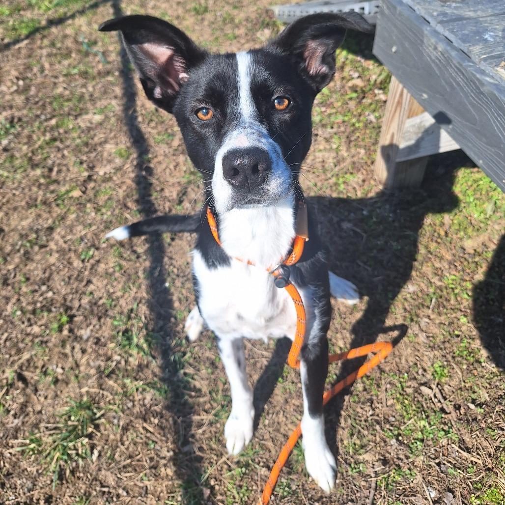 Enlarge Jenga, an adoptable Mixed Breed in Cape Girardeau, MO image 2/2