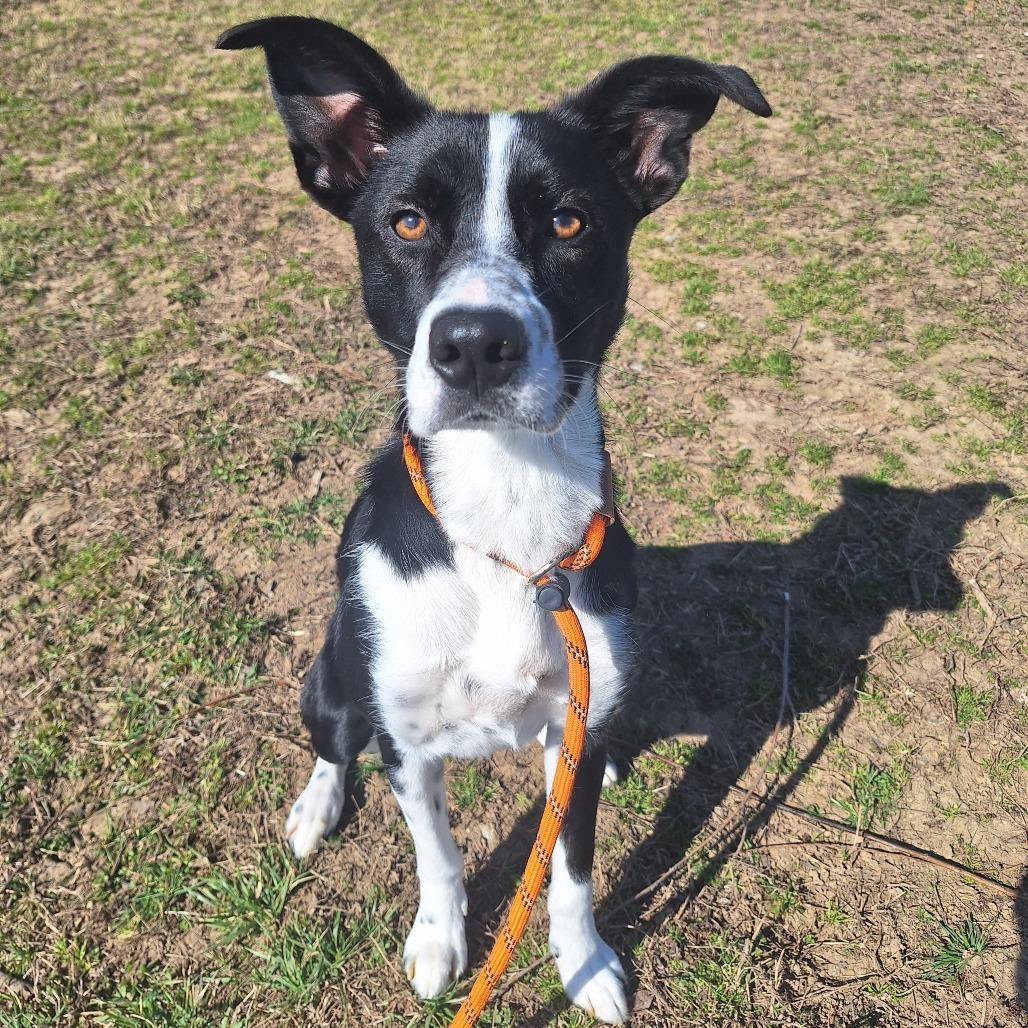 Enlarge Jenga, an adoptable Mixed Breed in Cape Girardeau, MO image 1/2