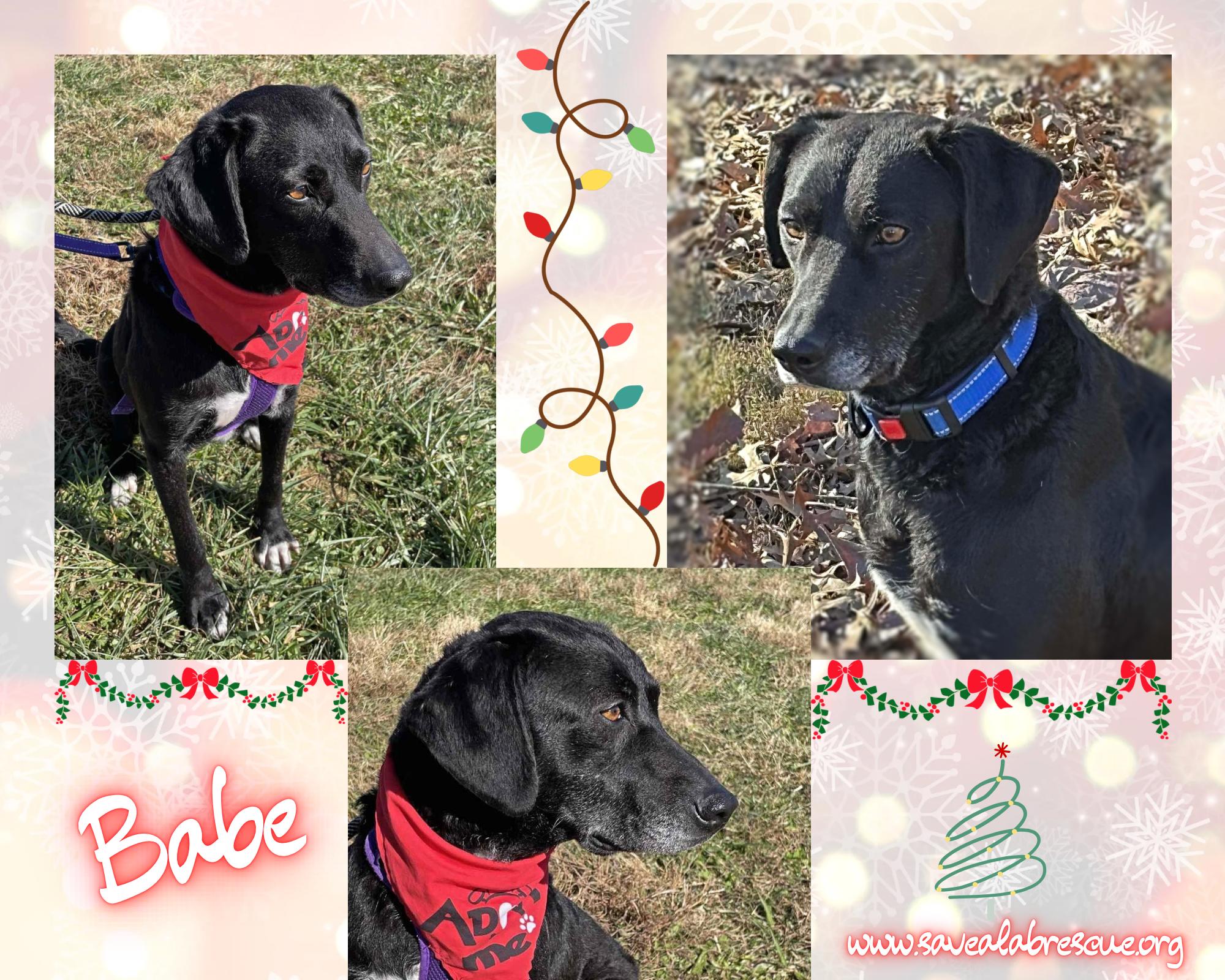 Enlarge Babe, a Adoptable mixed breed in Newport, RI image 1/1