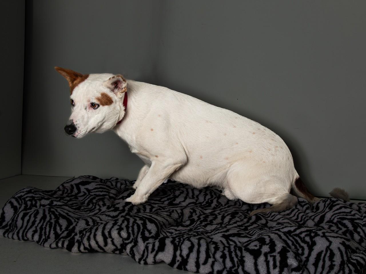 Dude, Adoptable, Young Male Australian Cattle Dog / Blue Heeler.