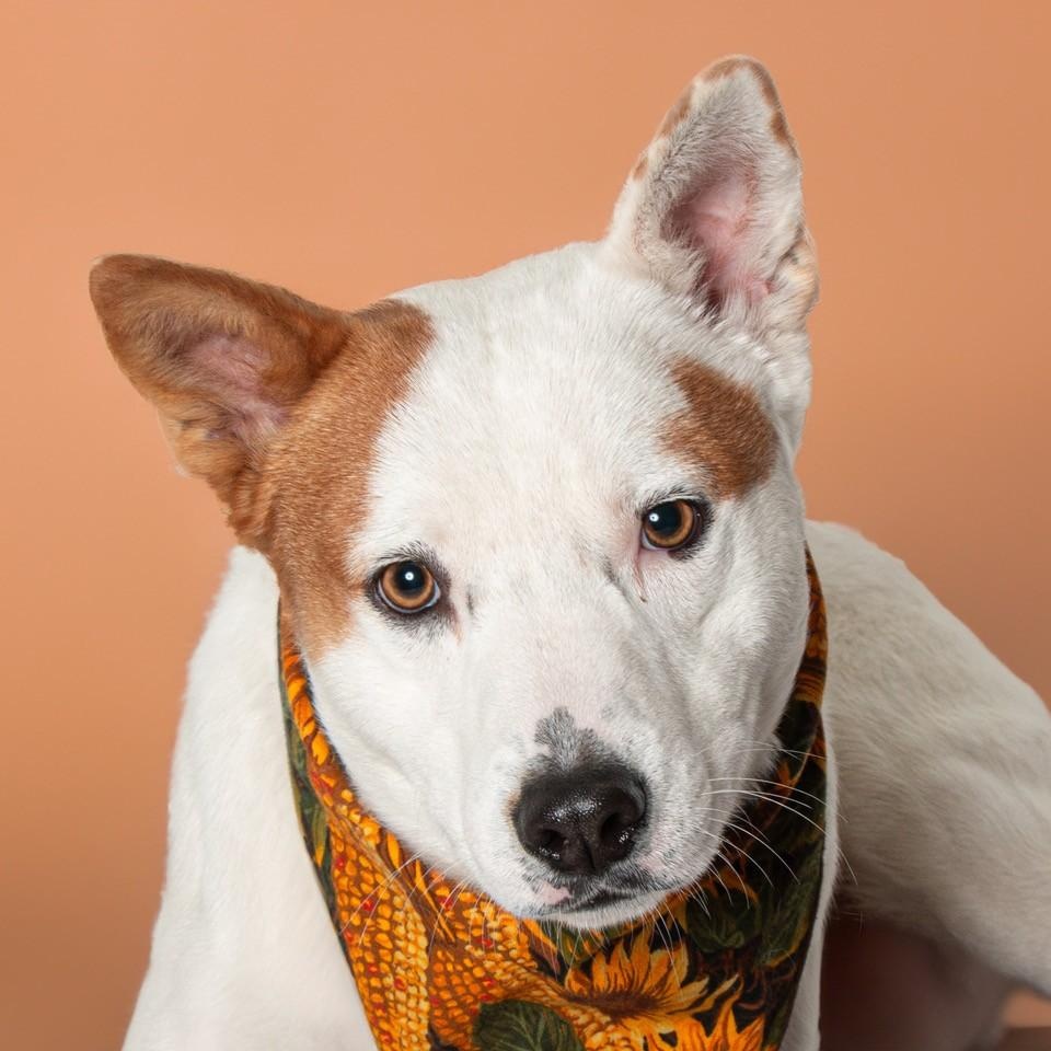 Dude, Adoptable, Young Male Australian Cattle Dog / Blue Heeler.