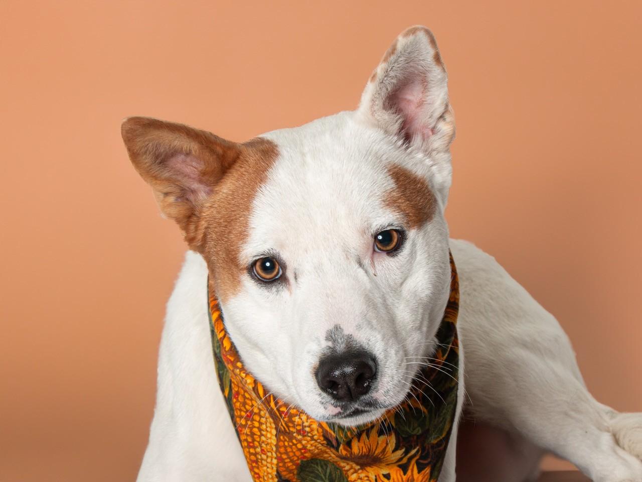 Dude, a Adoptable mixed breed in San Andreas, CA image 2/2