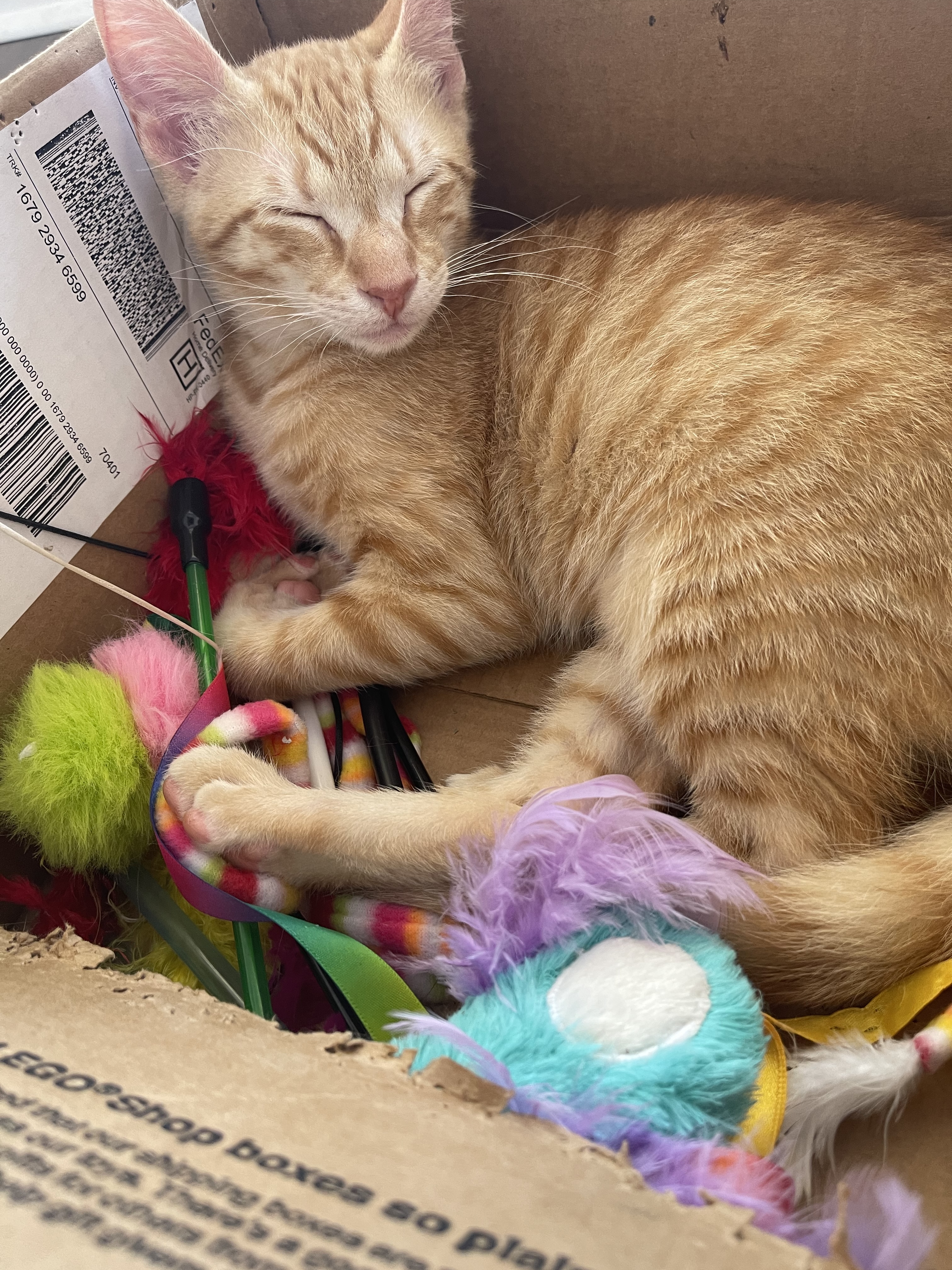 Enlarge Unagi, a Adopted mixed breed in Ponchatoula, LA image 1/12