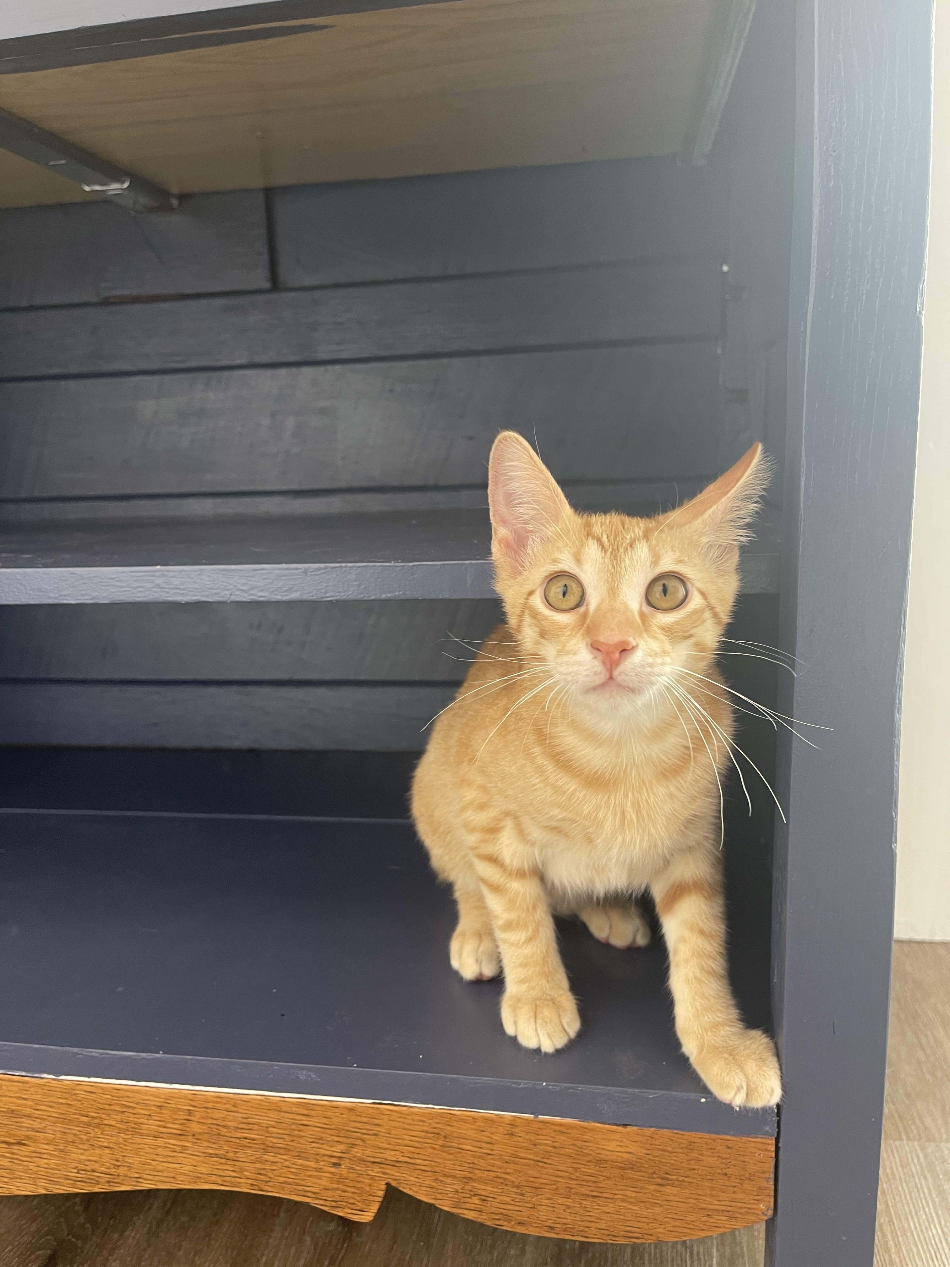 Enlarge Unagi, a Adopted mixed breed in Ponchatoula, LA image 2/12