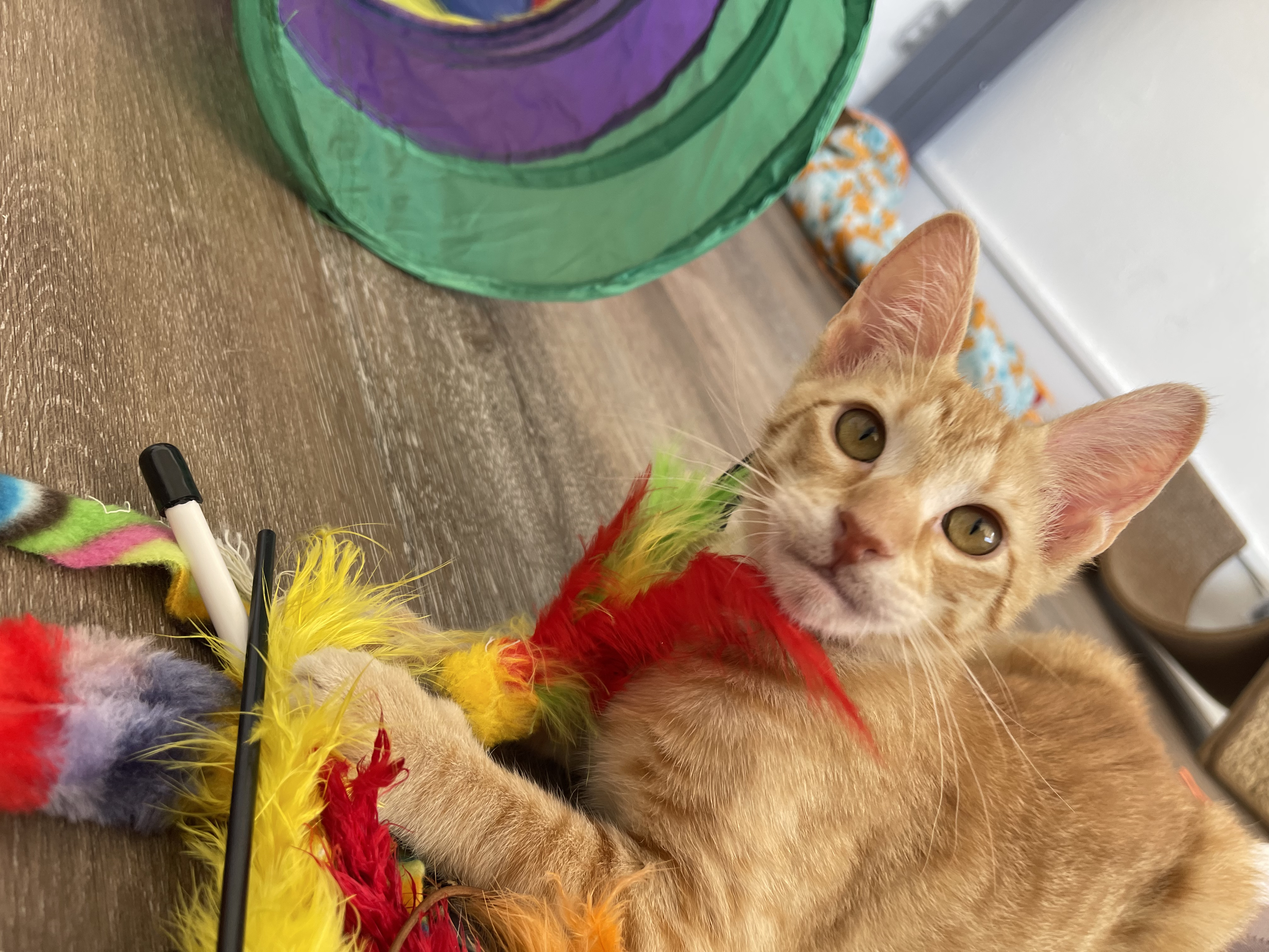 Enlarge Unagi, a Adopted mixed breed in Ponchatoula, LA image 3/12