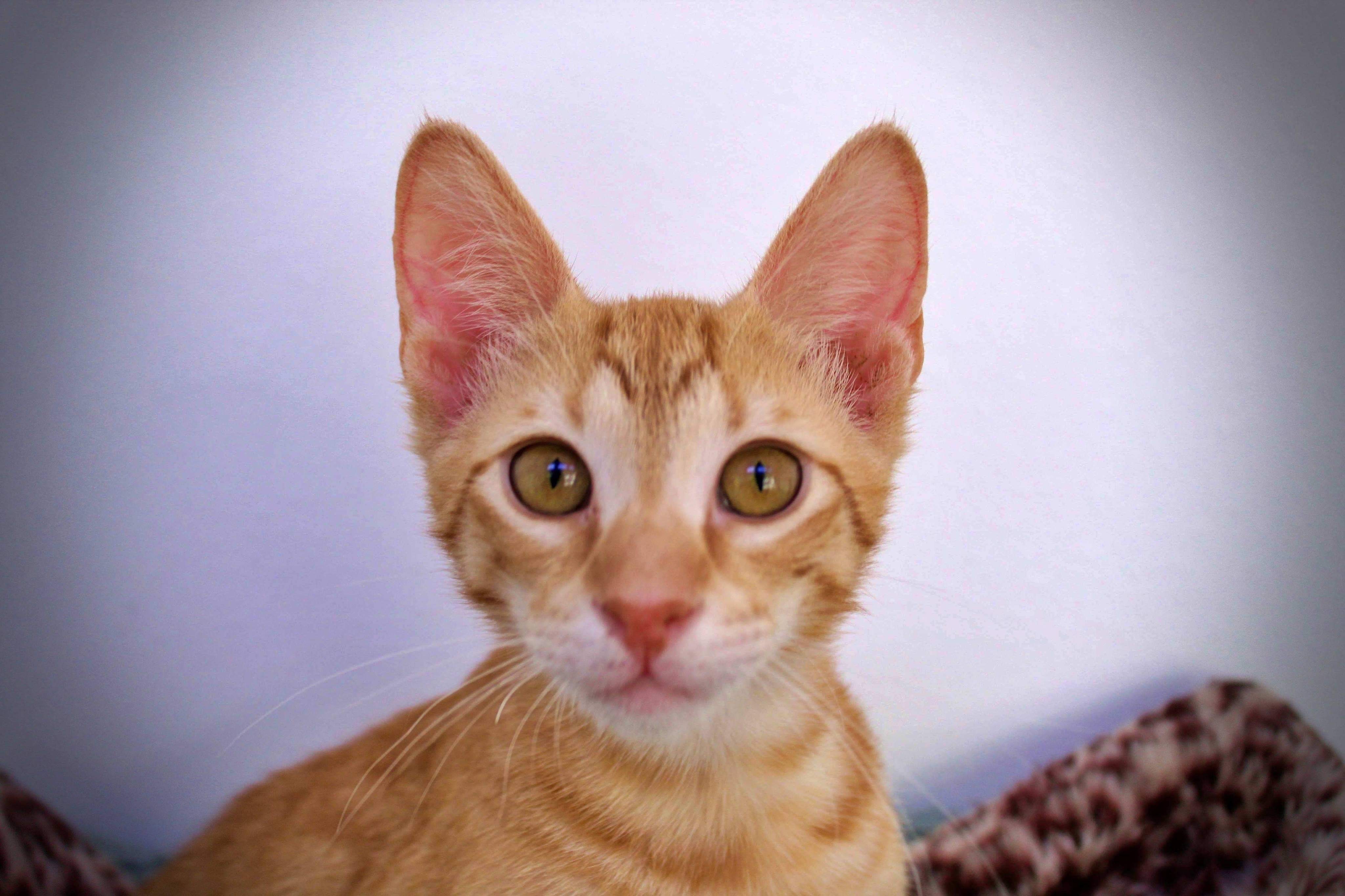 Enlarge Unagi, a Adopted mixed breed in Ponchatoula, LA image 4/12