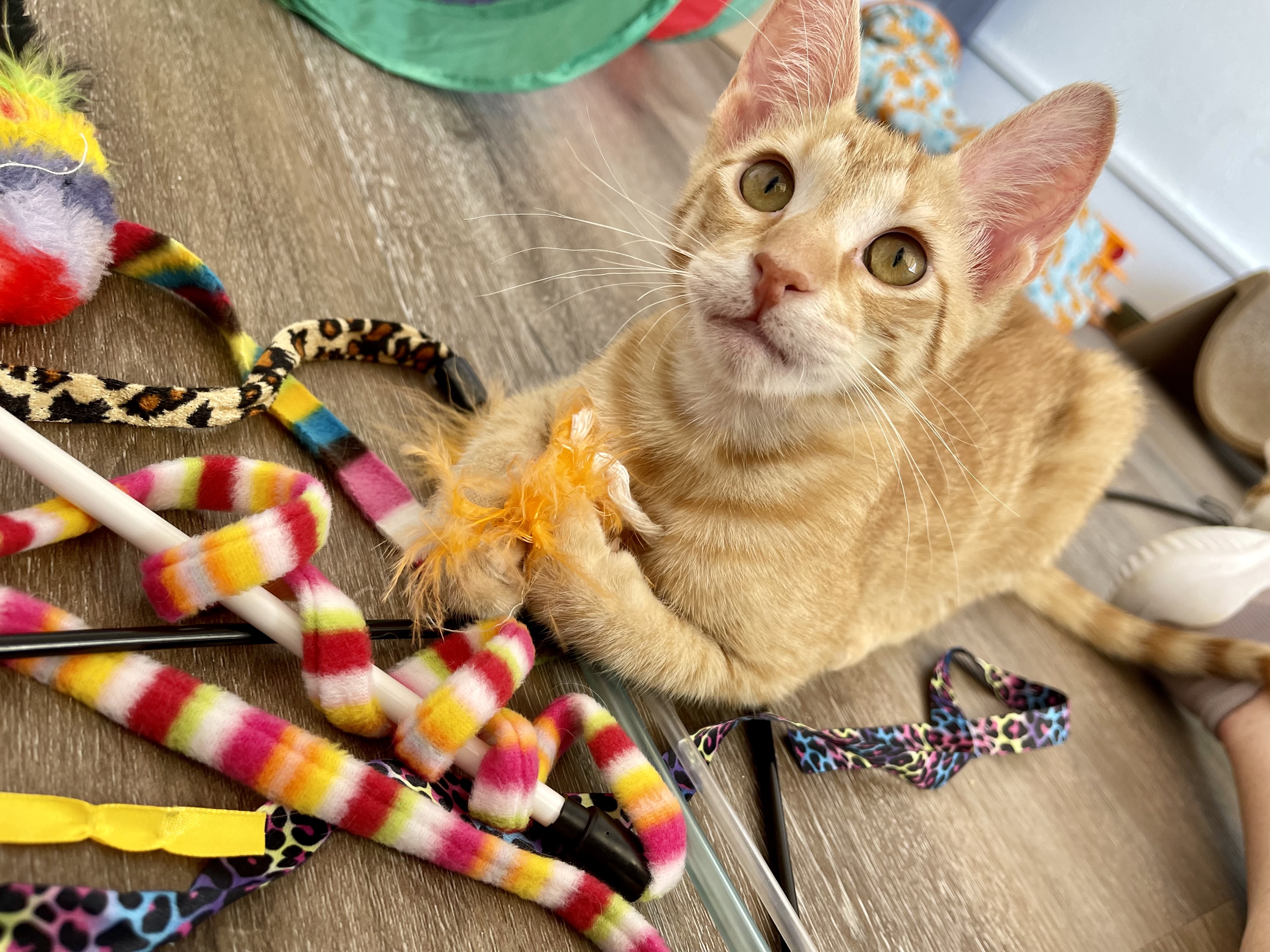 Enlarge Unagi, a Adopted mixed breed in Ponchatoula, LA image 5/12