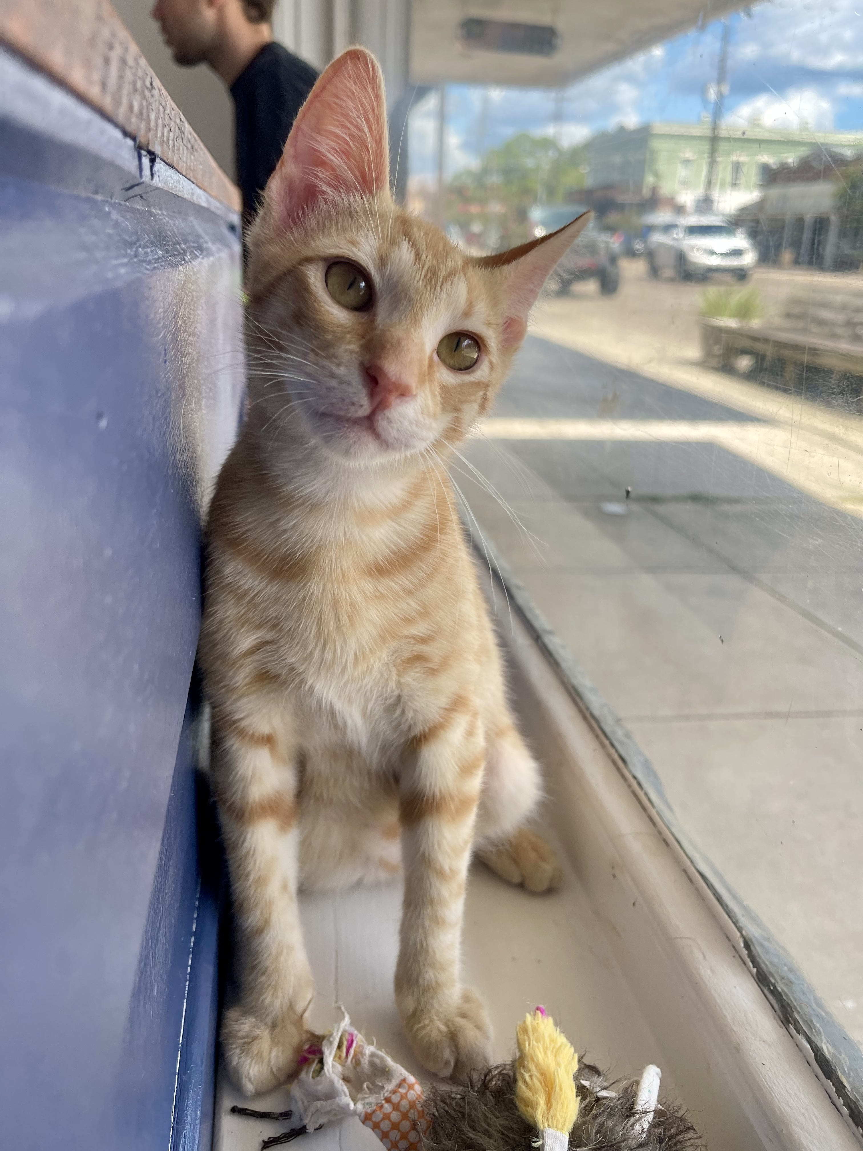 Enlarge Unagi, a Adopted mixed breed in Ponchatoula, LA image 6/12