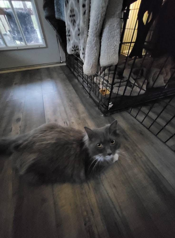 Andi, Adoptable, Young Female Domestic Long Hair.