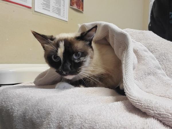 Pookie, Adoptable, Adult Female Domestic Short Hair.