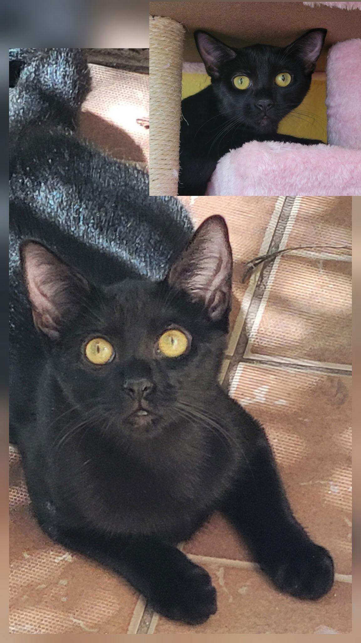 Tami, Adoptable, Young Female Domestic Short Hair.