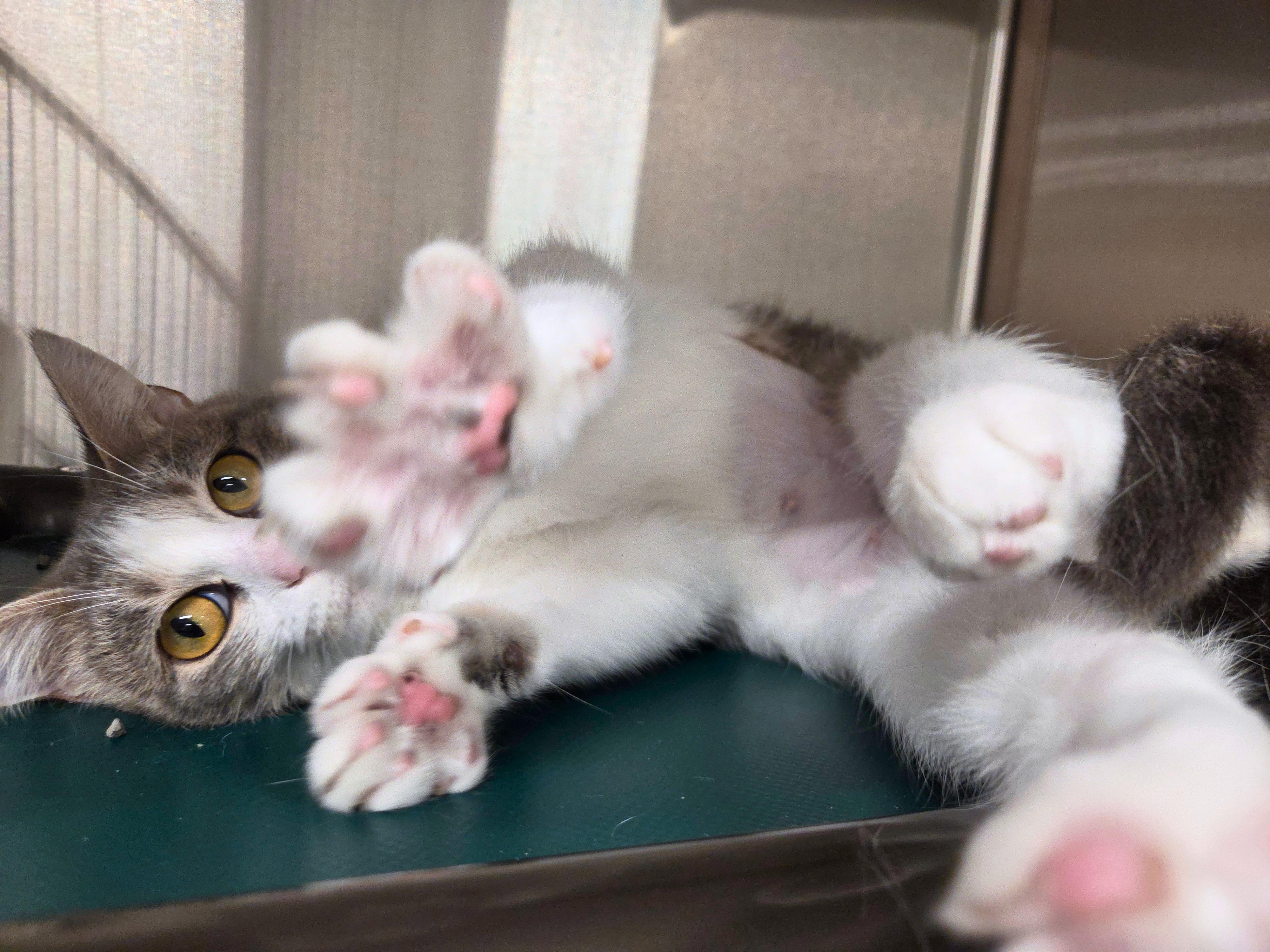 Enlarge Broomhilda, a Adoptable Domestic Short Hair in Nevada, IA image 2/3