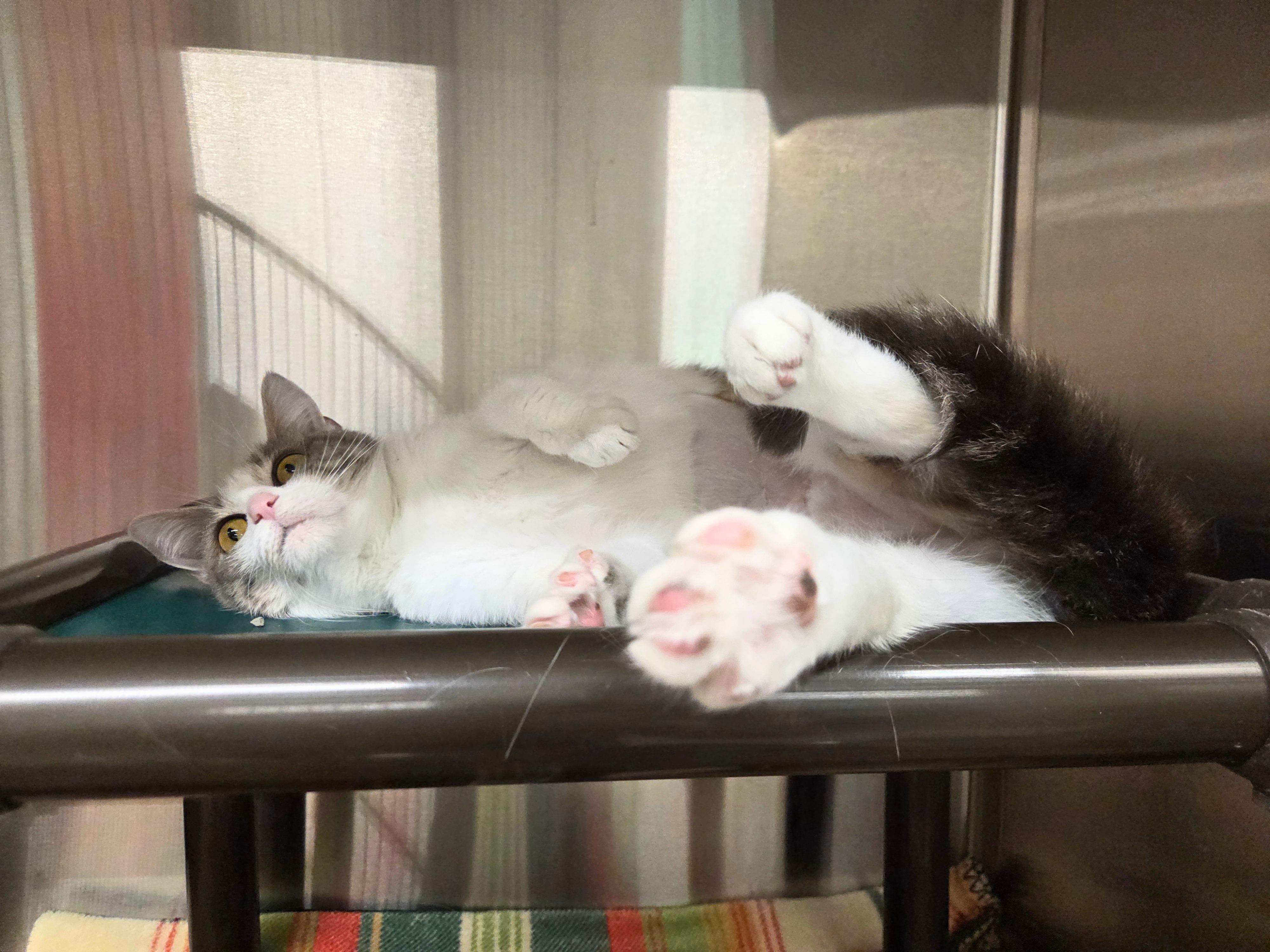 Enlarge Broomhilda, a Adoptable Domestic Short Hair in Nevada, IA image 3/3