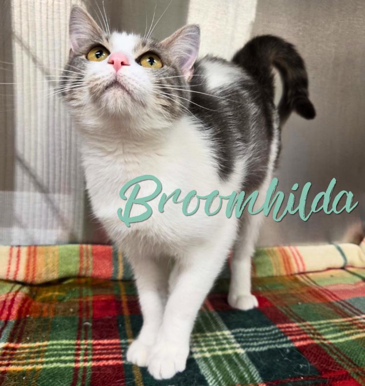 Broomhilda, Adoptable, Young Female Domestic Short Hair.