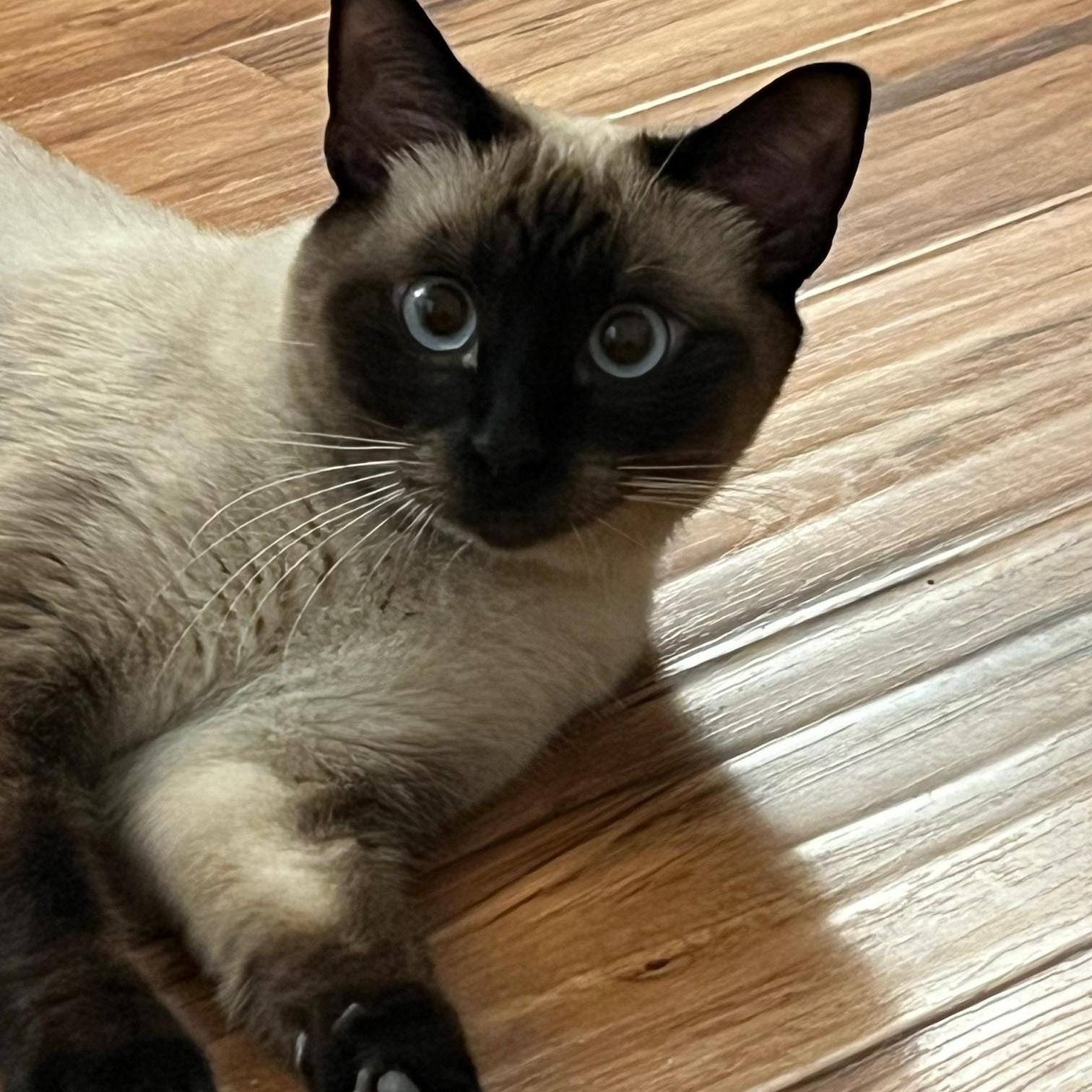 Sophie, Adopted, Young Female Siamese.