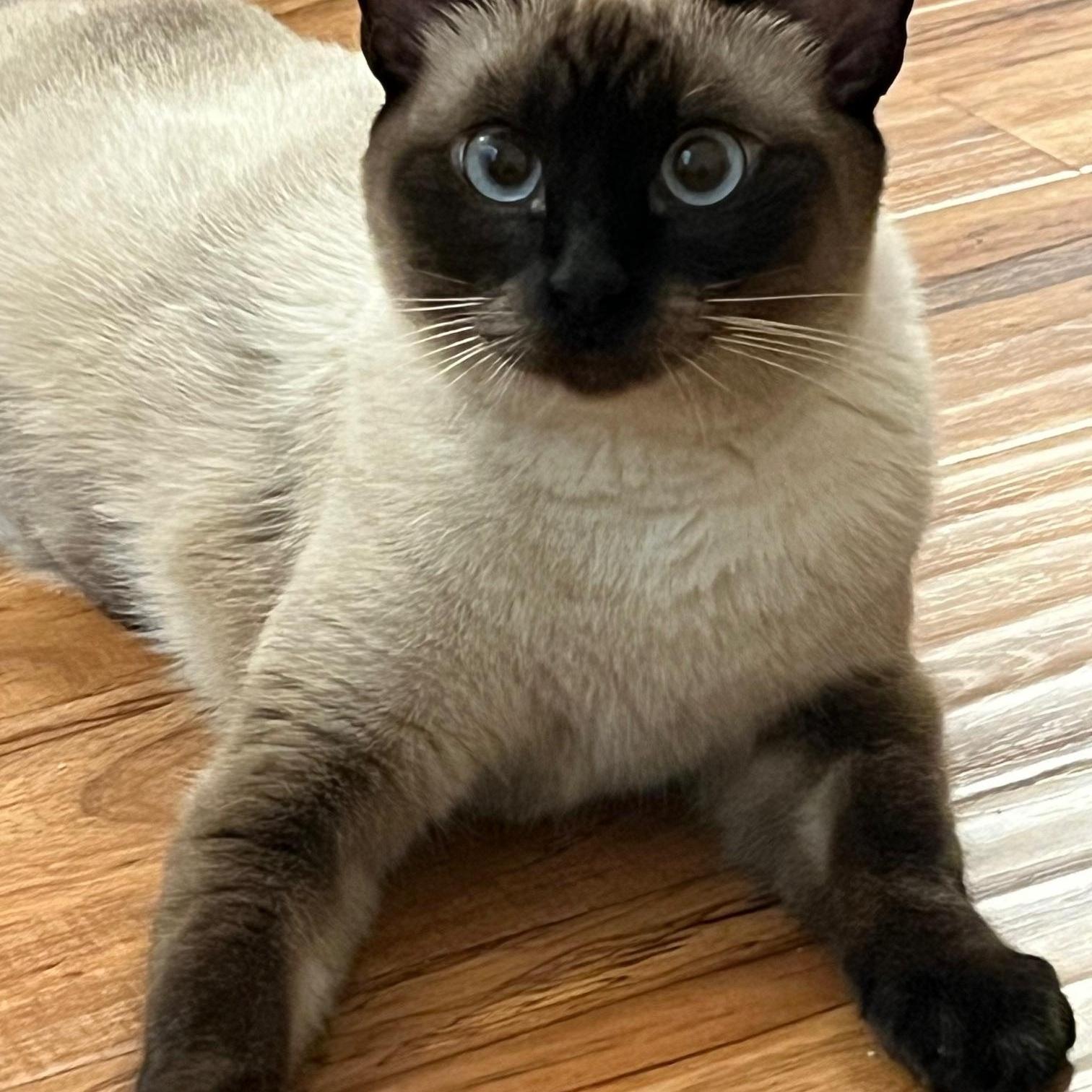 Enlarge Sophie, a Adopted Siamese in Mission Hills, CA image 2/4