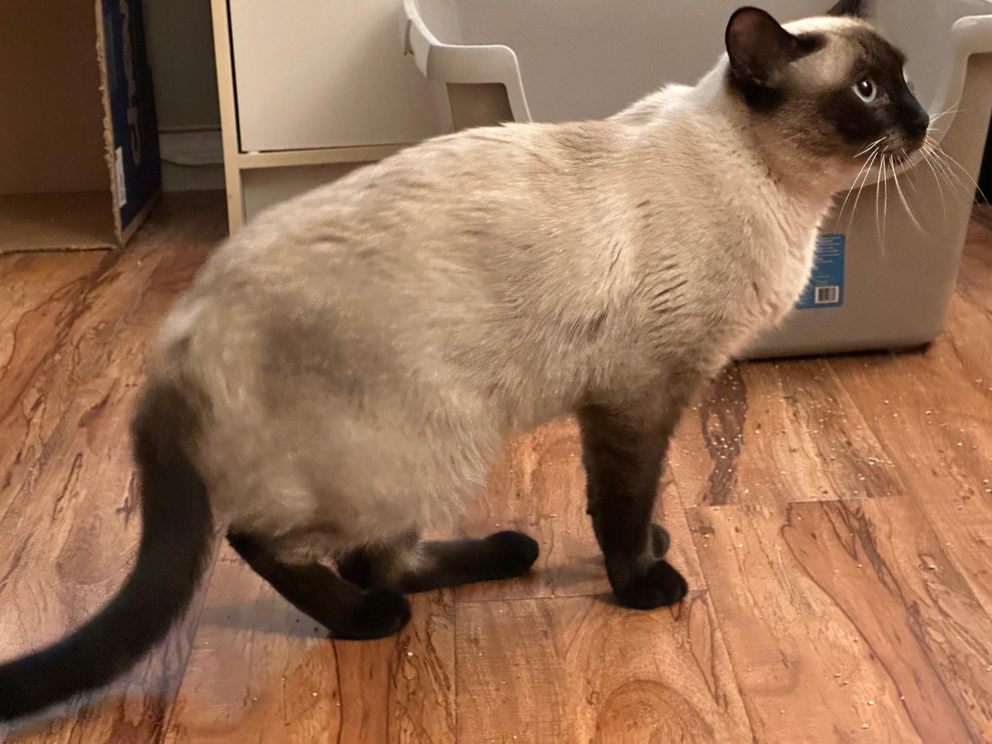 Enlarge Sophie, a Adopted Siamese in Mission Hills, CA image 3/4