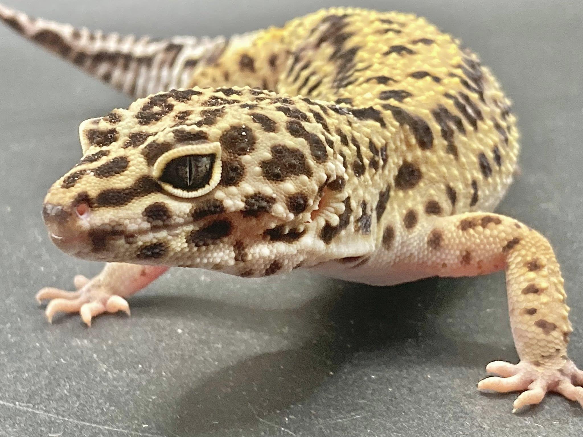 Enlarge Orzo, a ADOPTABLE Gecko in Palmerton, PA image 4/4