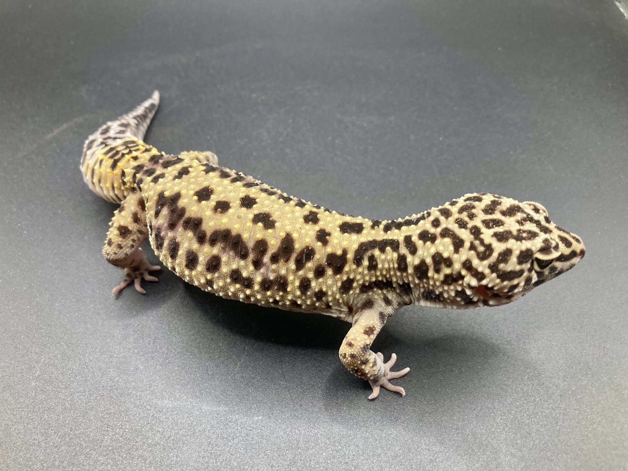 Enlarge Orzo, a ADOPTABLE Gecko in Palmerton, PA image 2/4