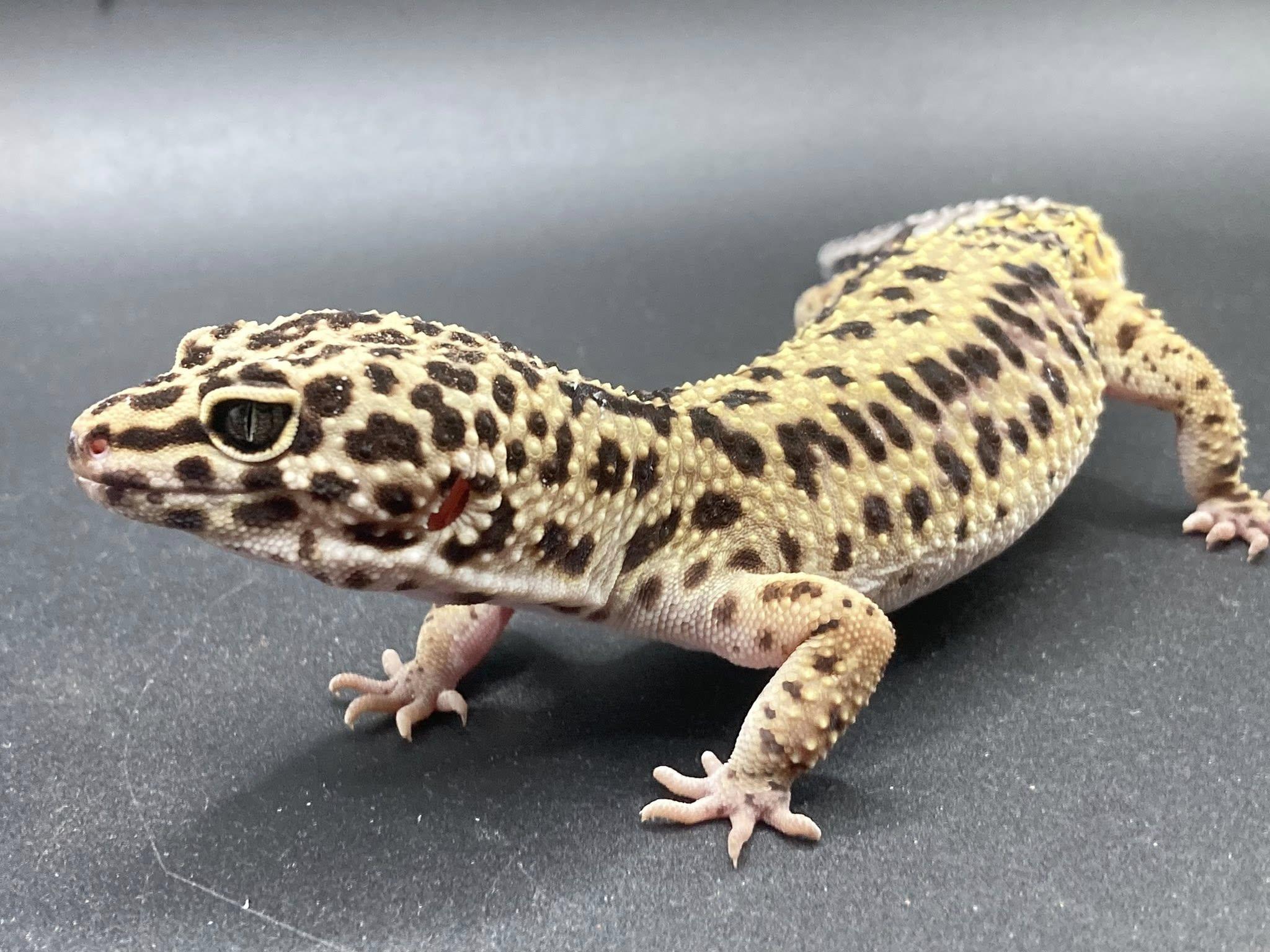 Enlarge Orzo, a ADOPTABLE Gecko in Palmerton, PA image 3/4